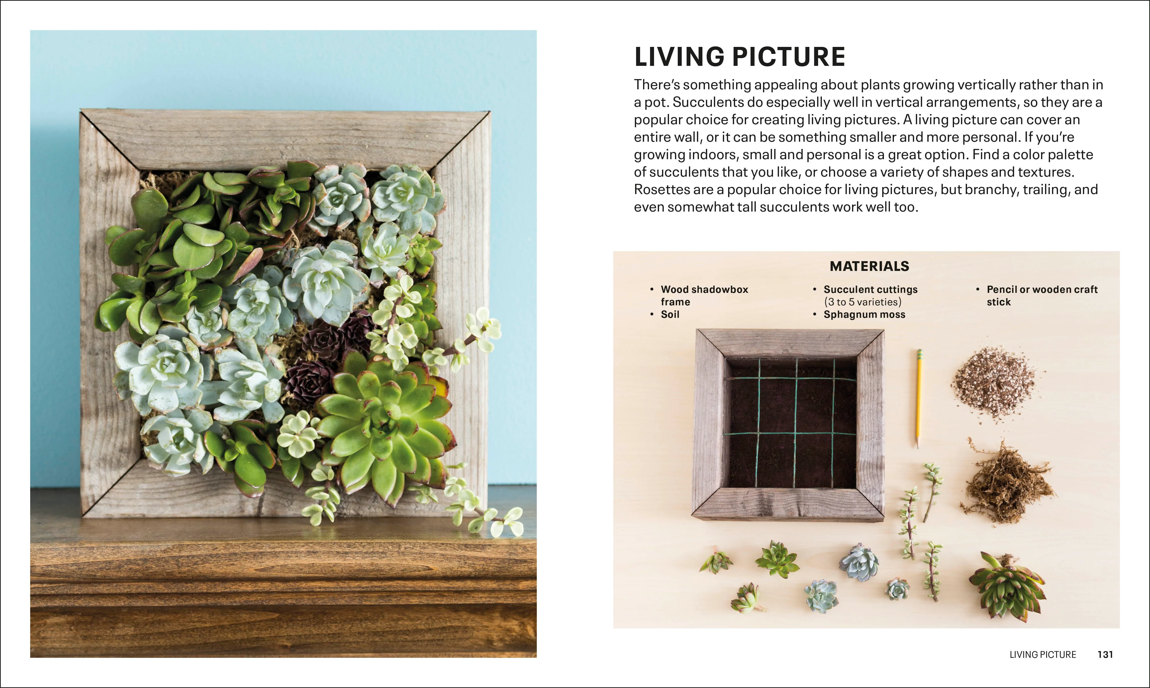 Succulents - Image 6