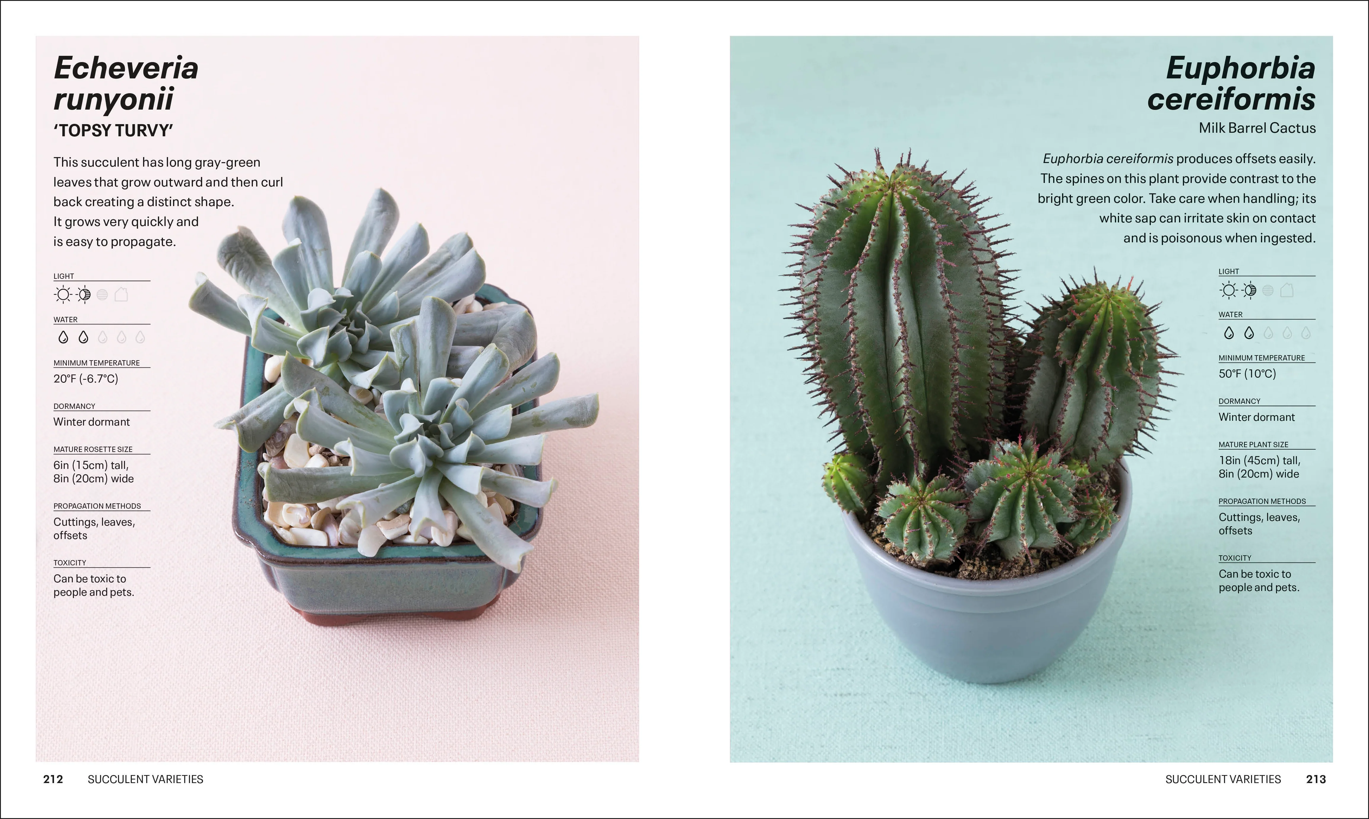 Succulents - Image 7