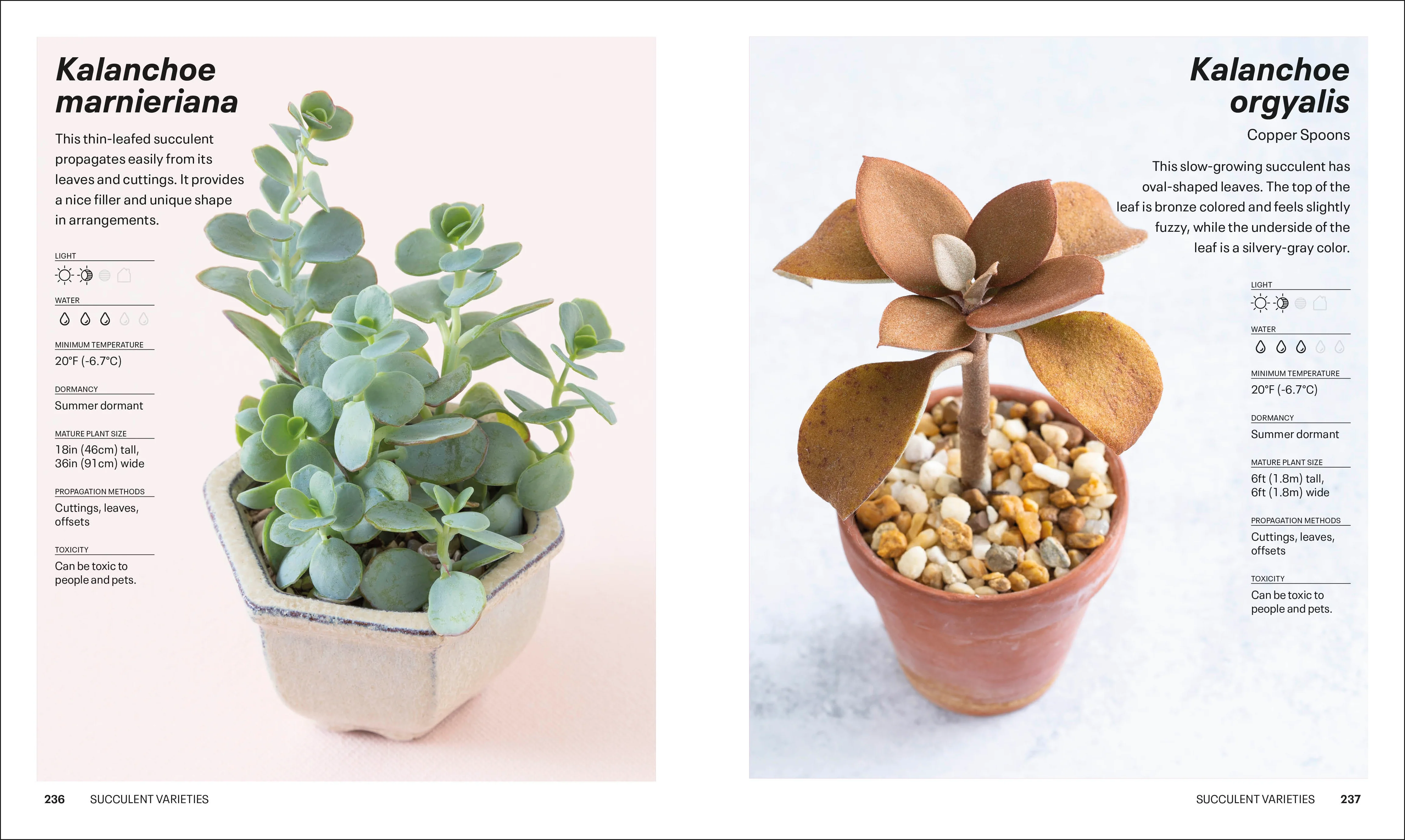 Succulents - Image 8