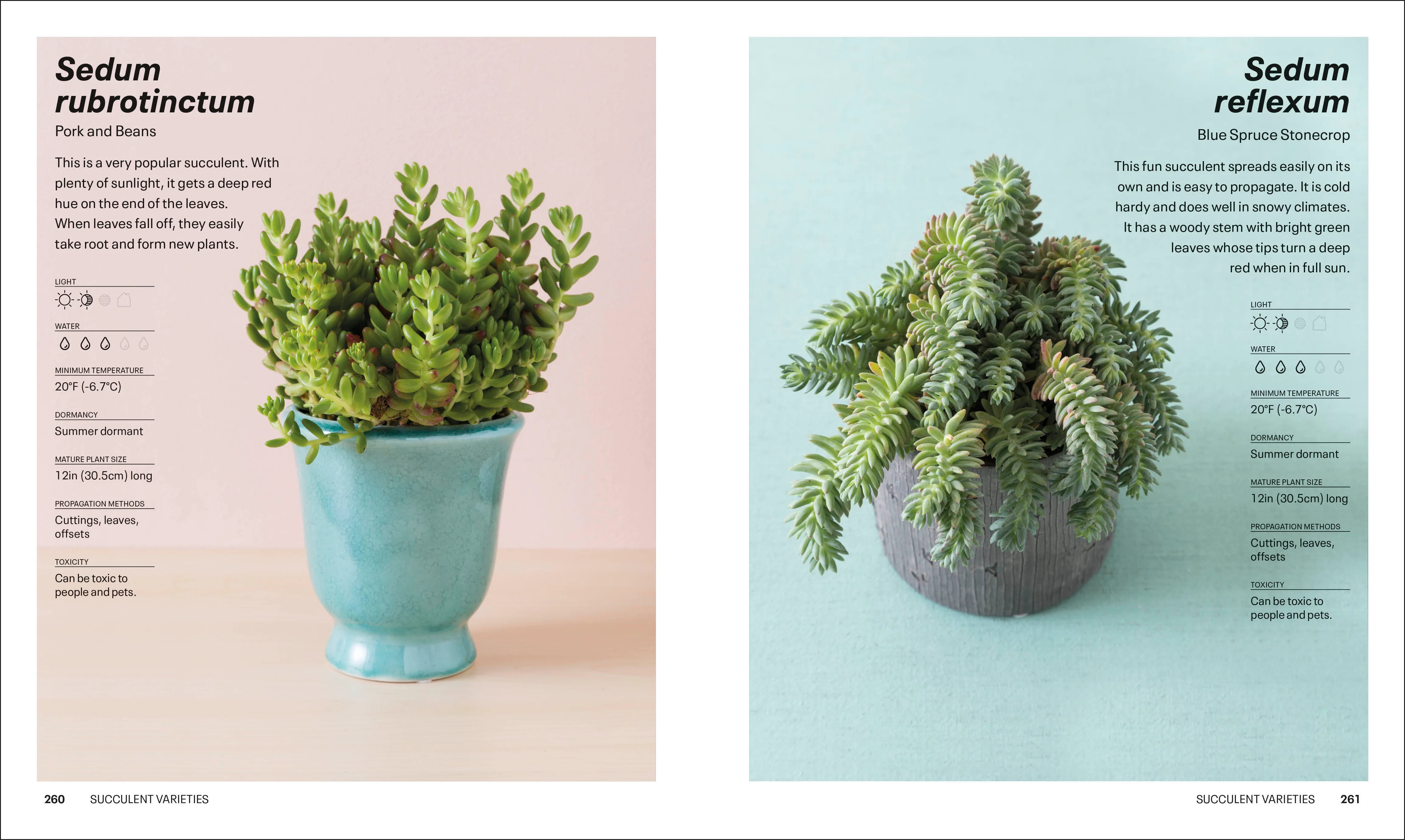 Succulents - Image 9