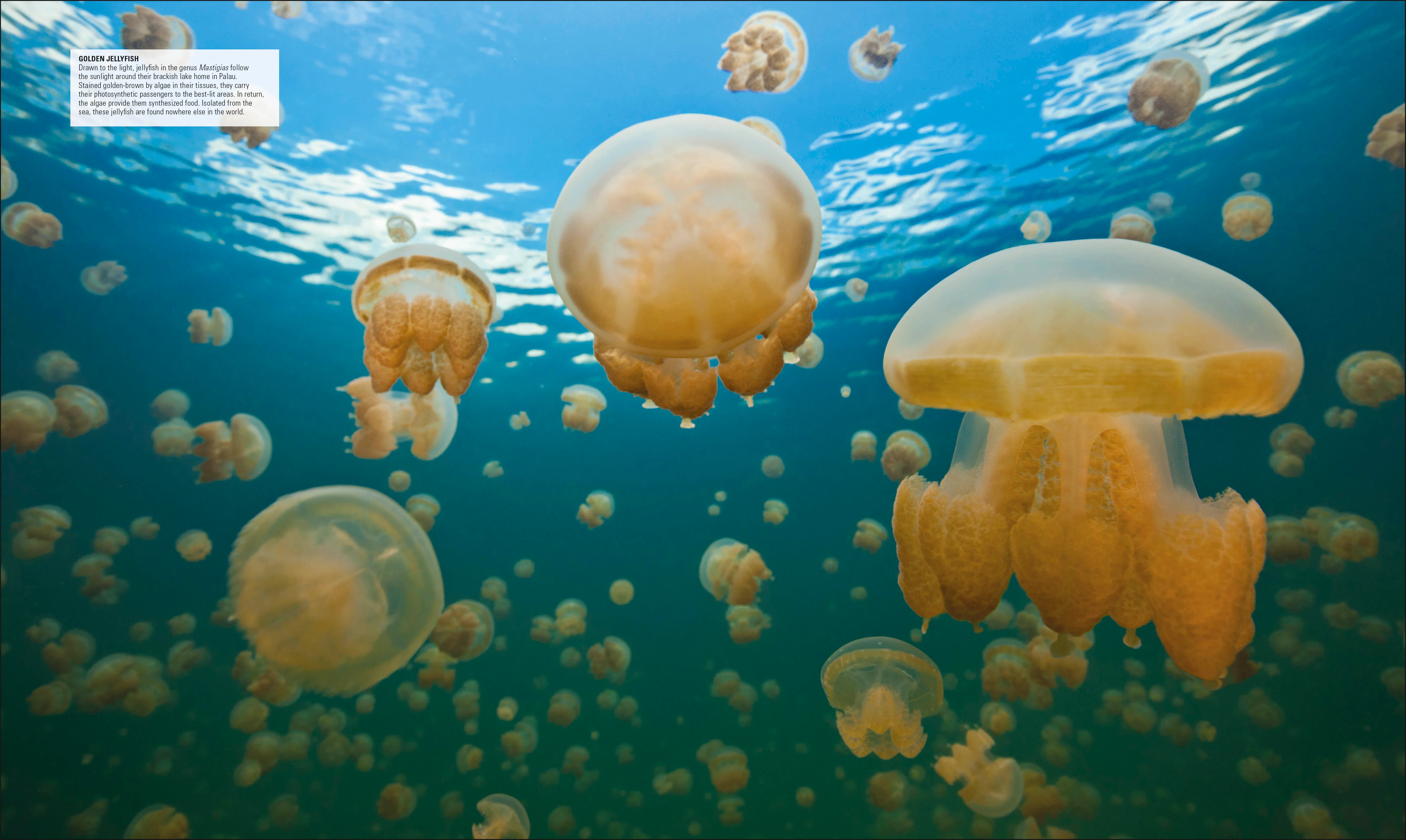 Ocean - Image 2