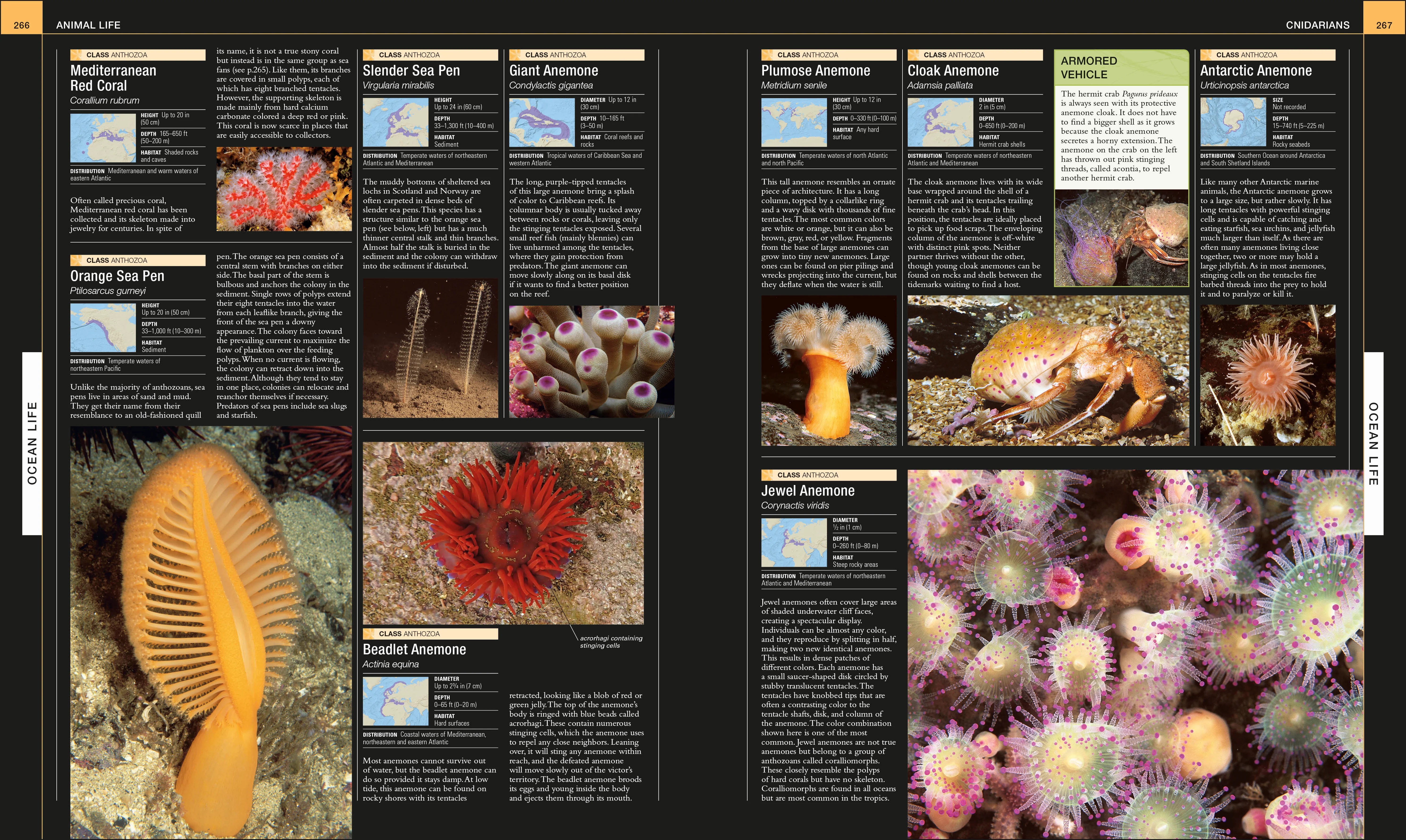 Ocean - Image 5