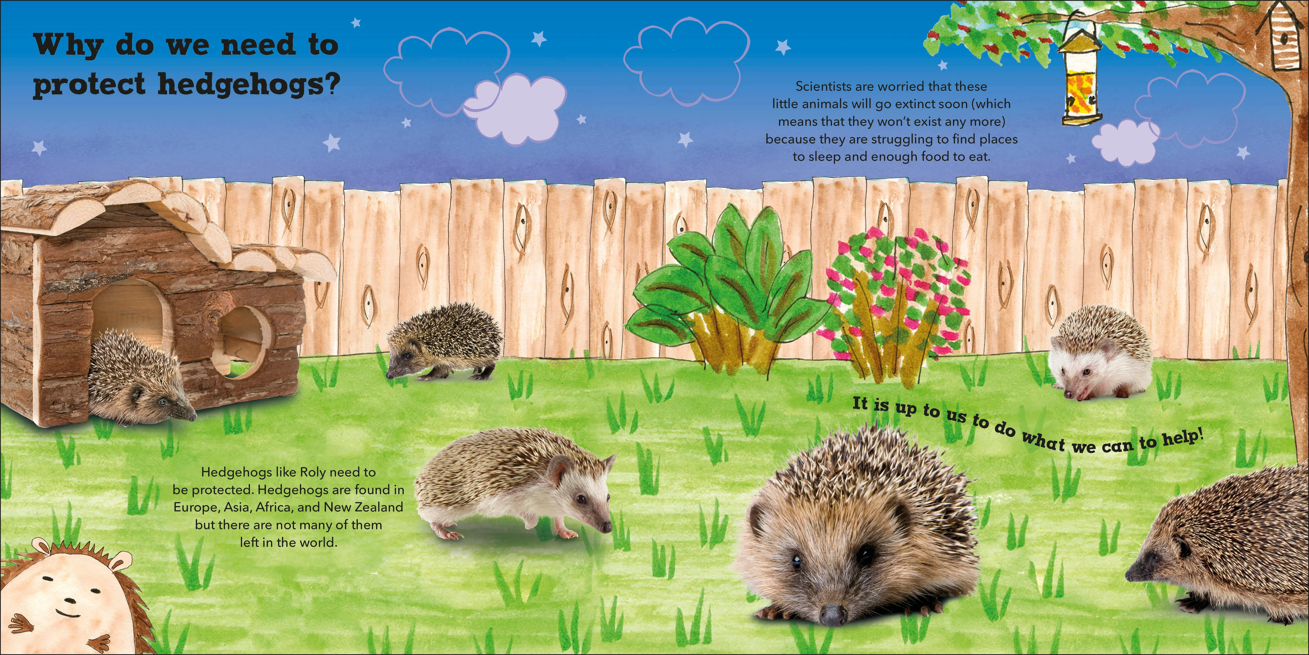 Roly the Hedgehog - Image 4