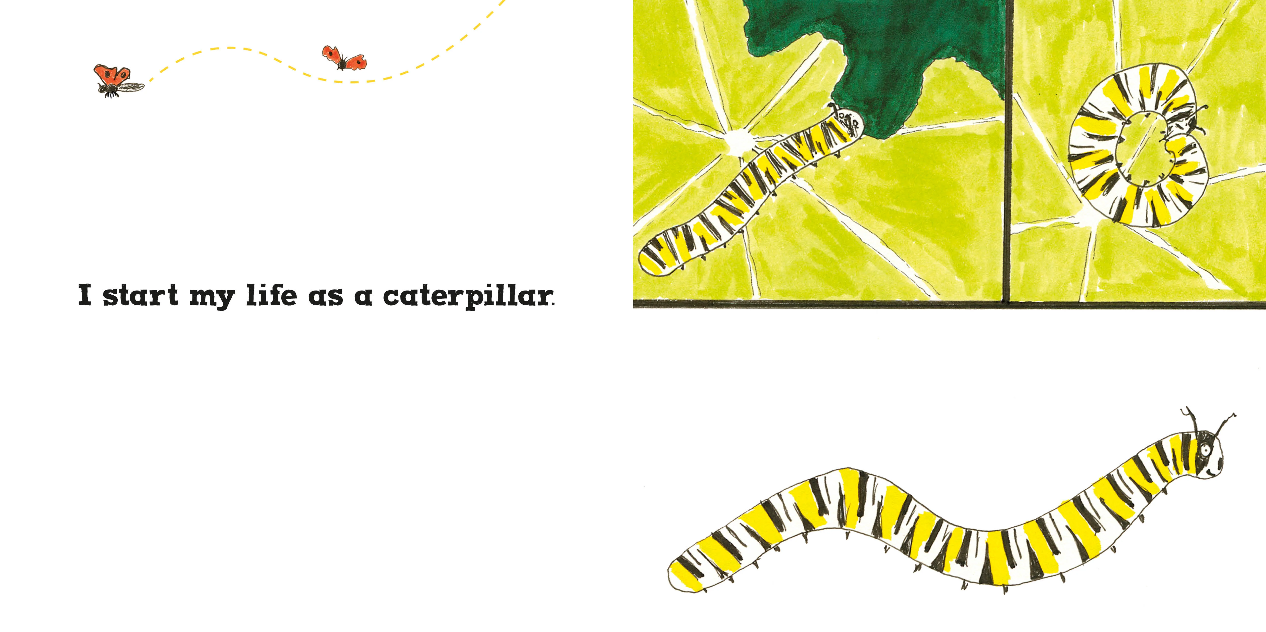 Roxy the Butterfly - Image 2