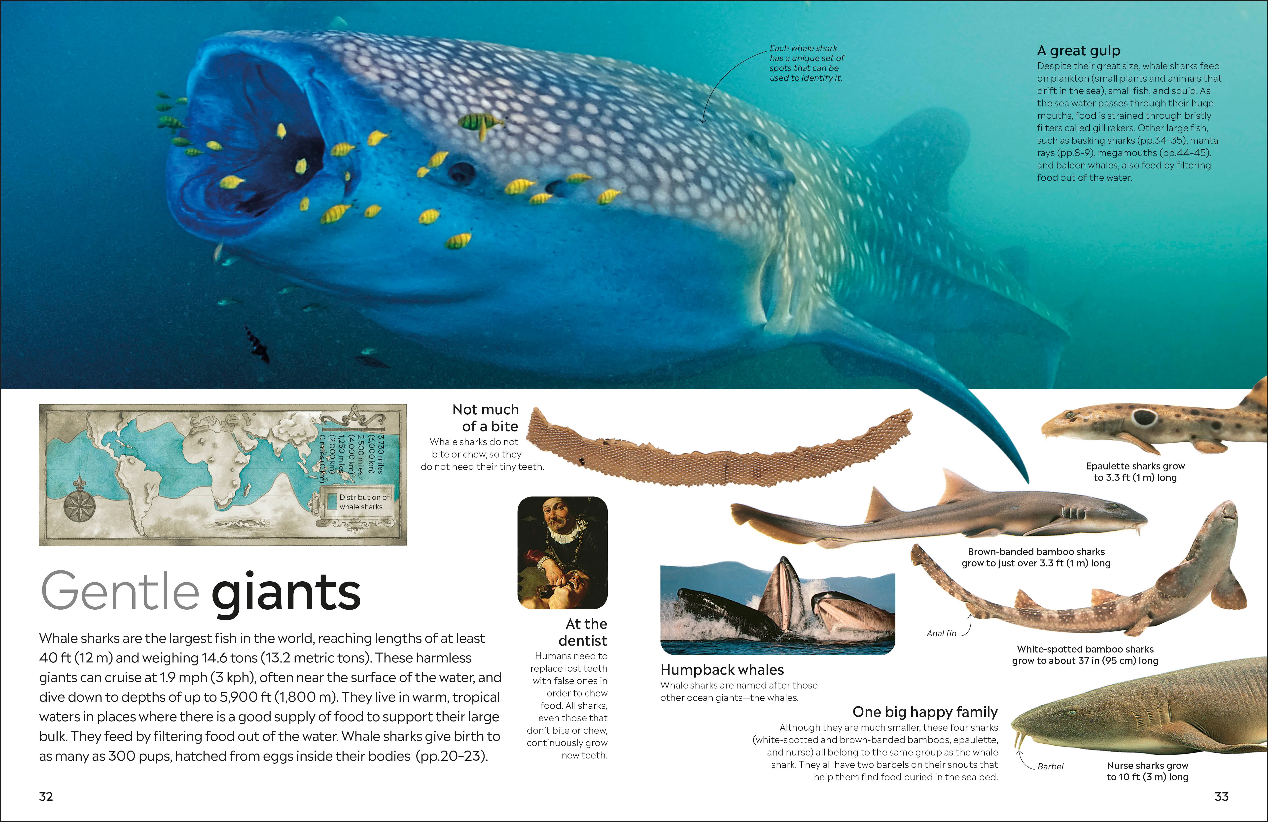 Shark - Image 6