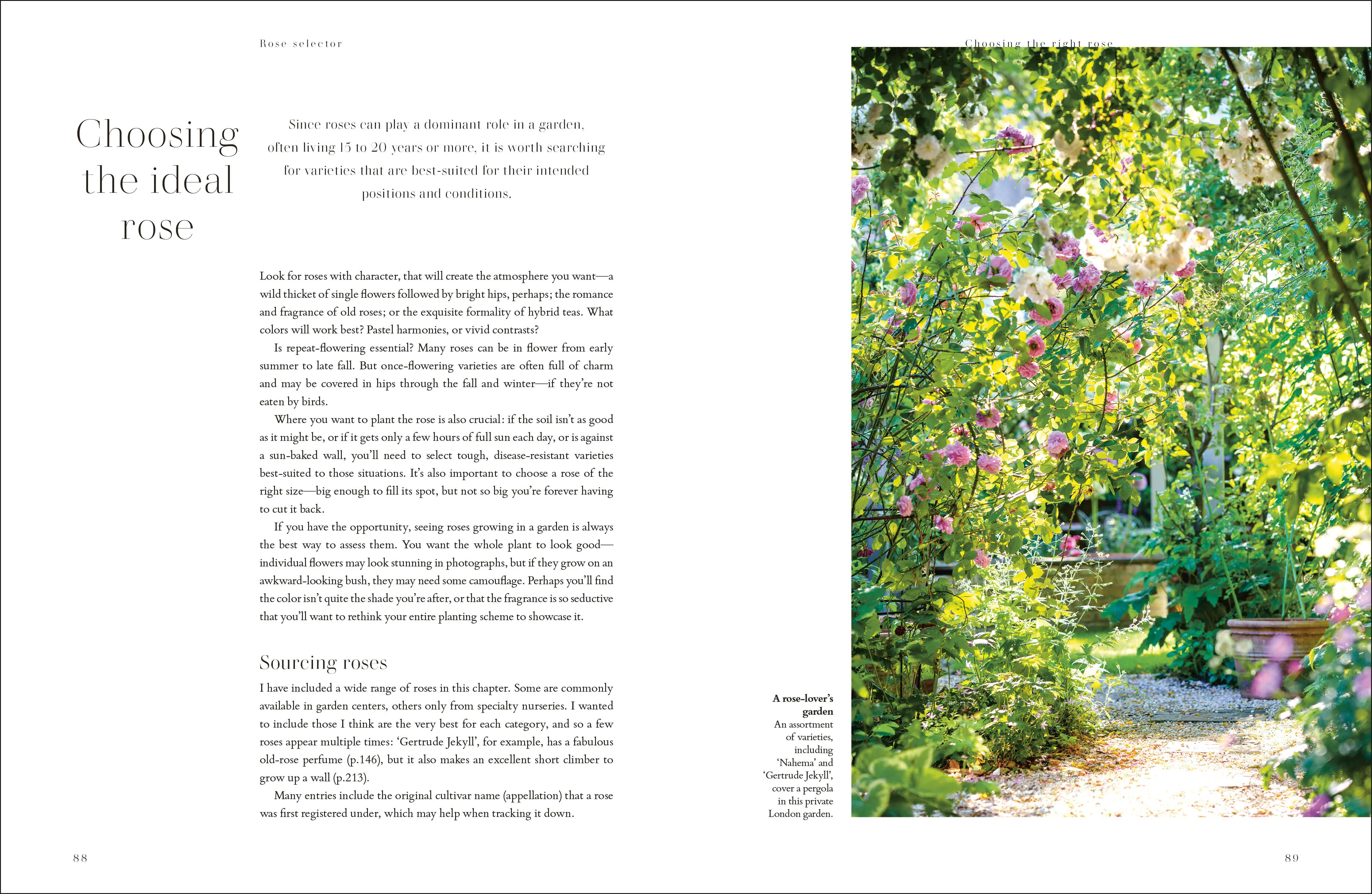 Roses - Image 4