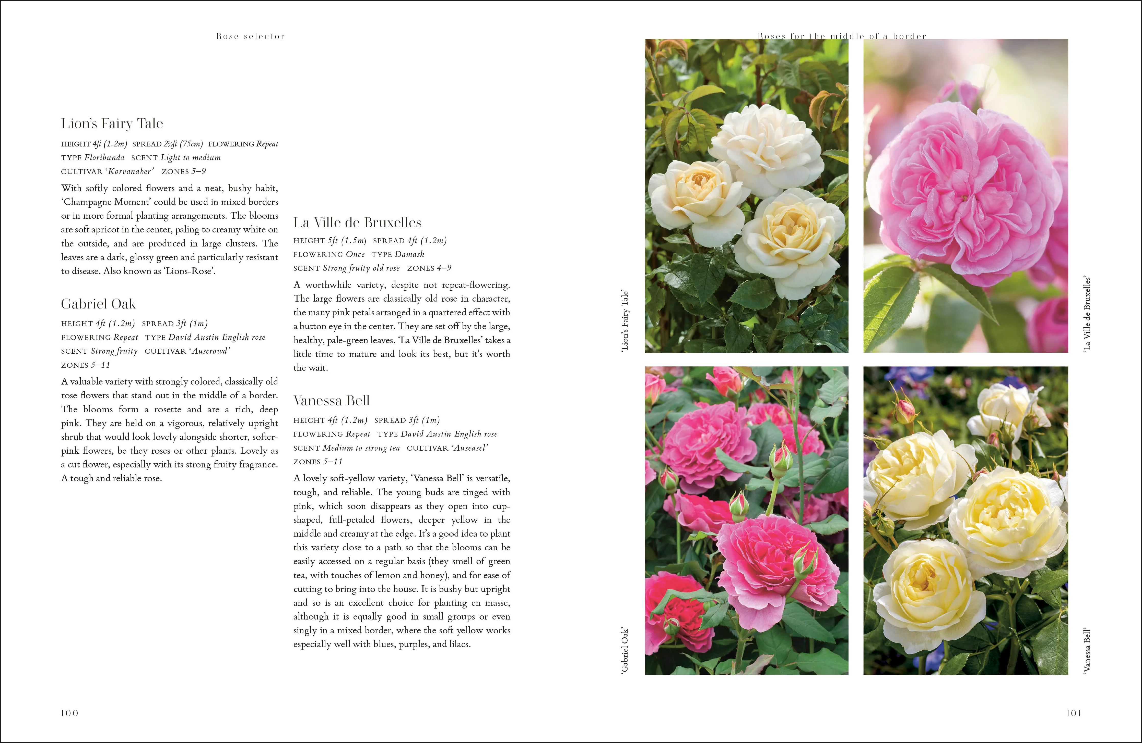 Roses - Image 5