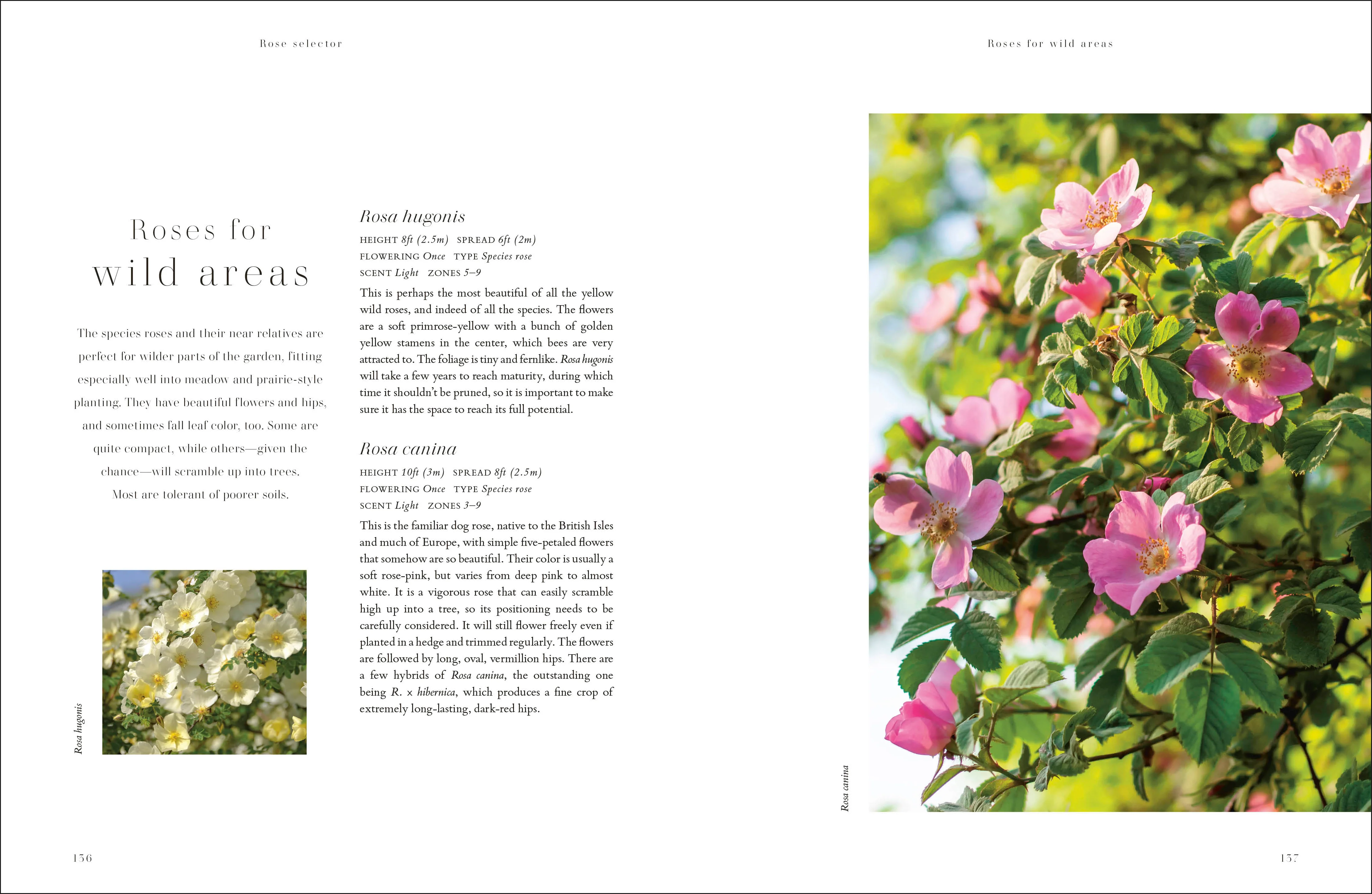 Roses - Image 6