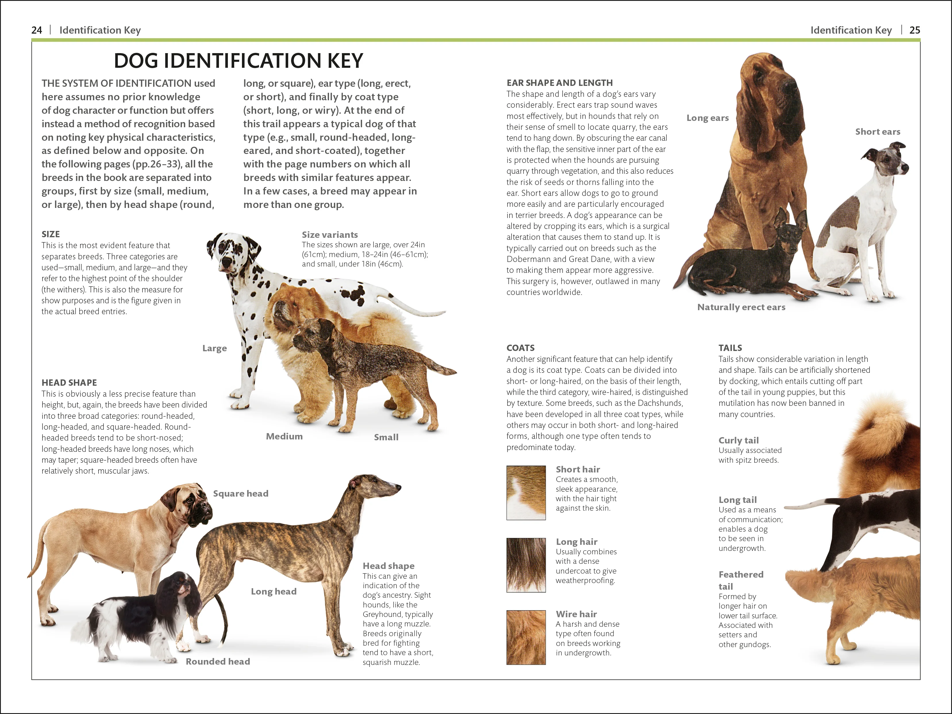 Dogs - Image 2