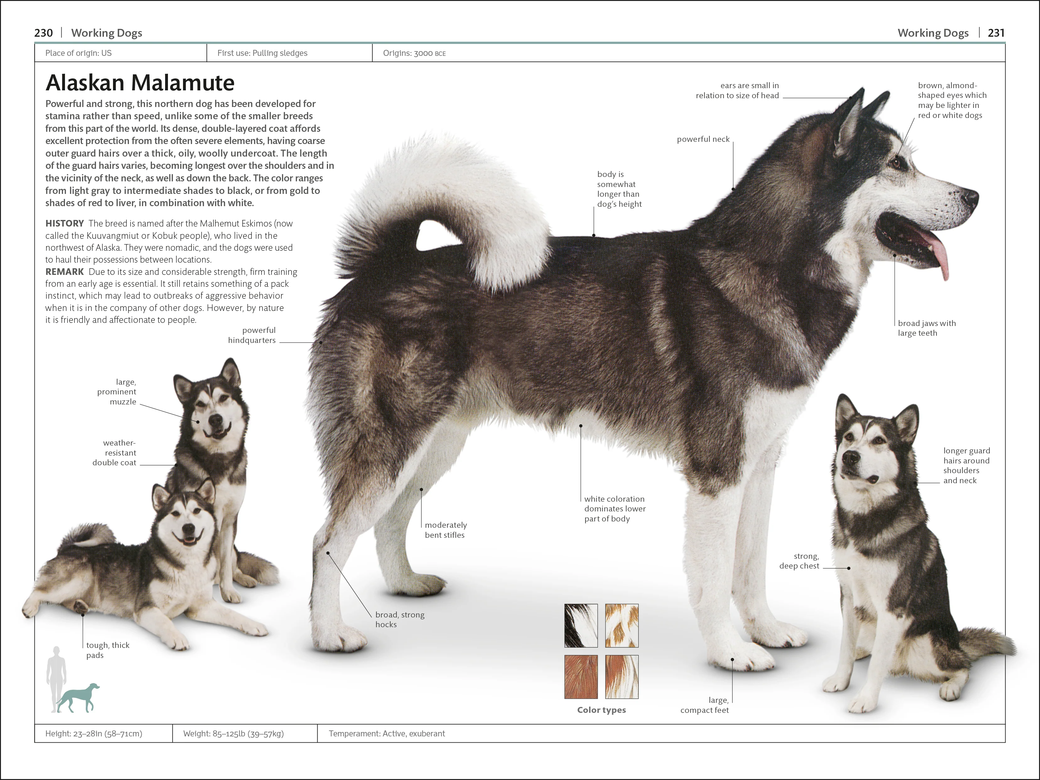 Dogs - Image 4