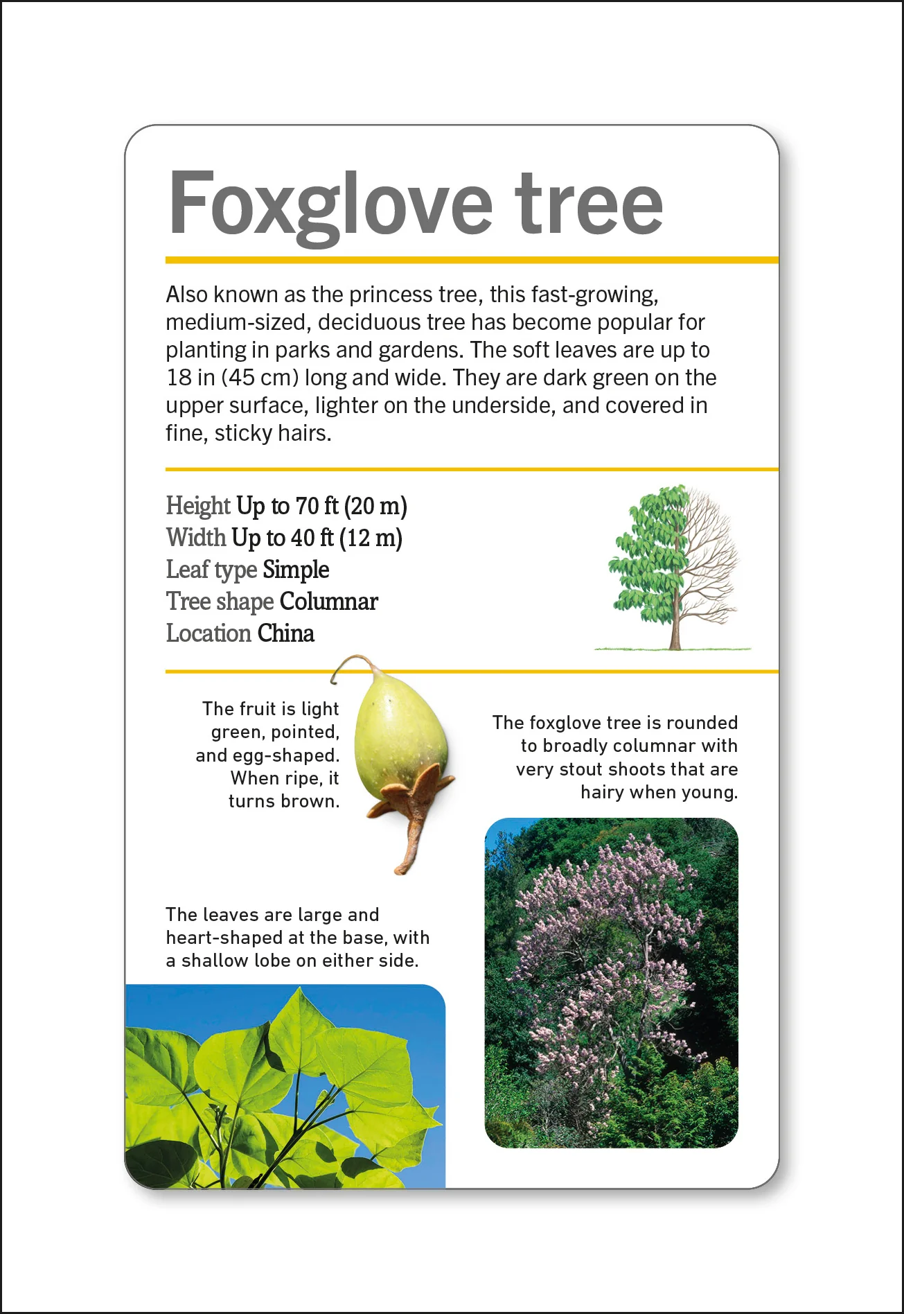 Our World in Pictures Trees of the World Flash Cards - Image 9