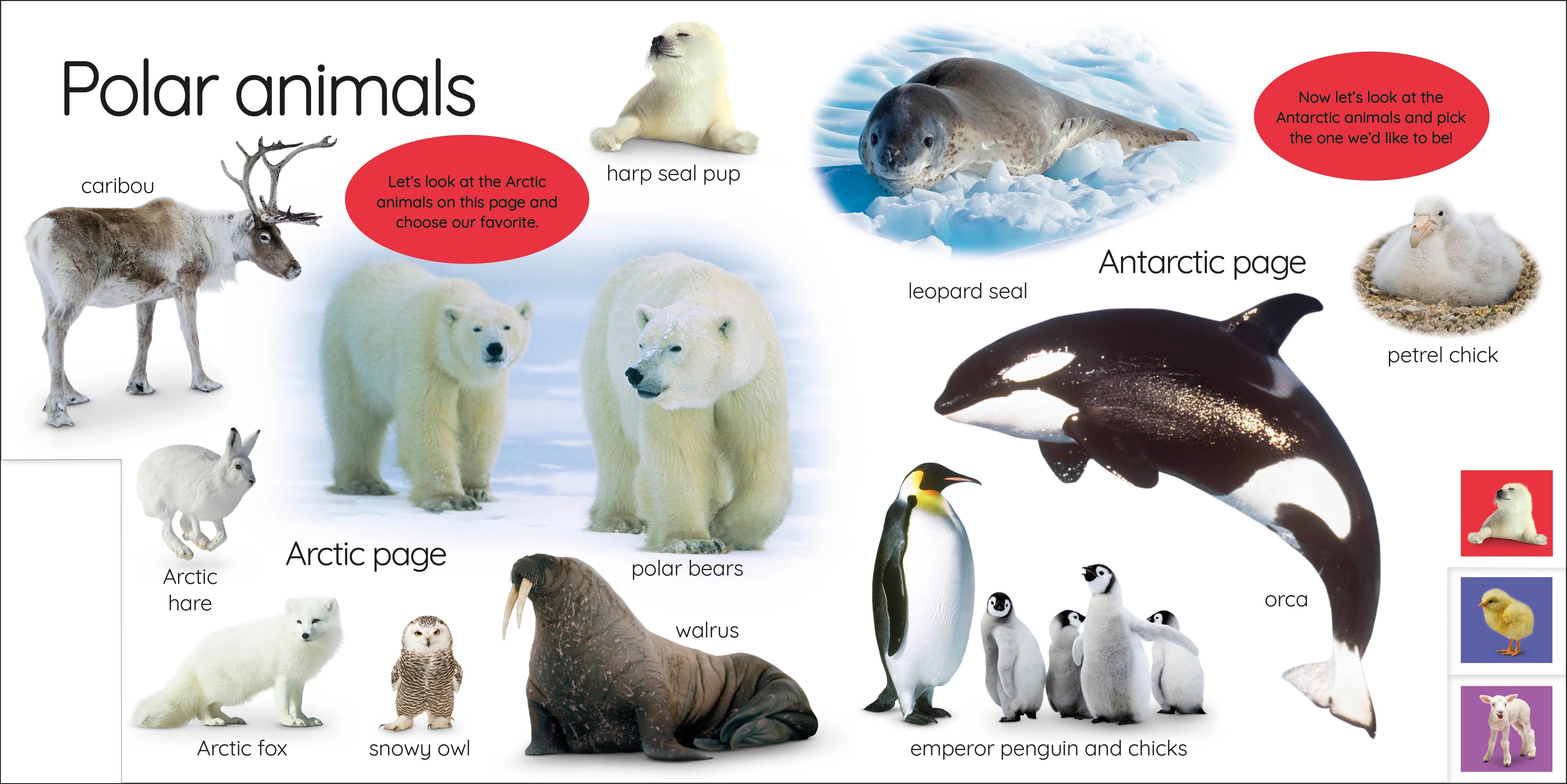 My First Animals: Let's Squeak and Squawk! - Image 4