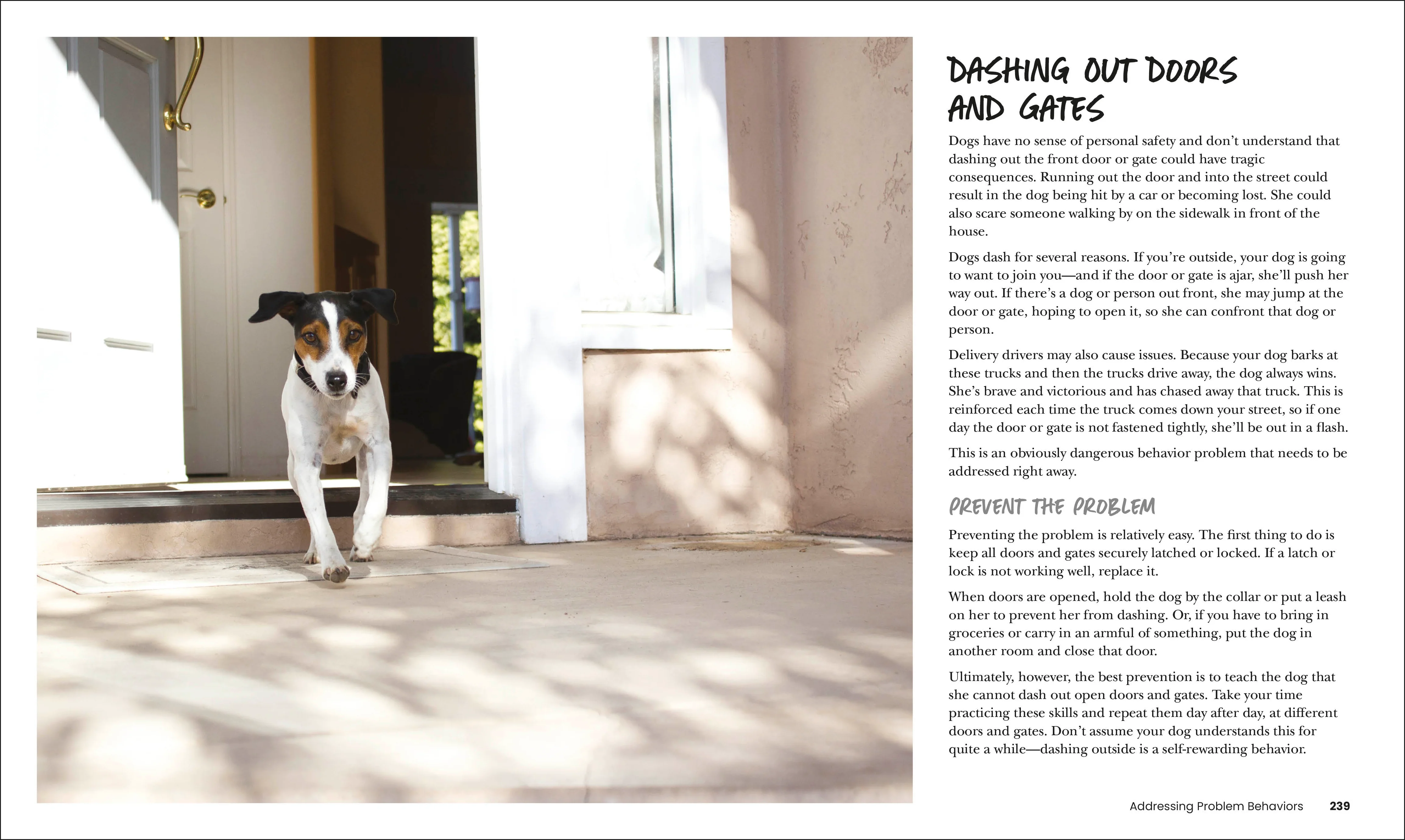 How to Train Your Dog - Image 10
