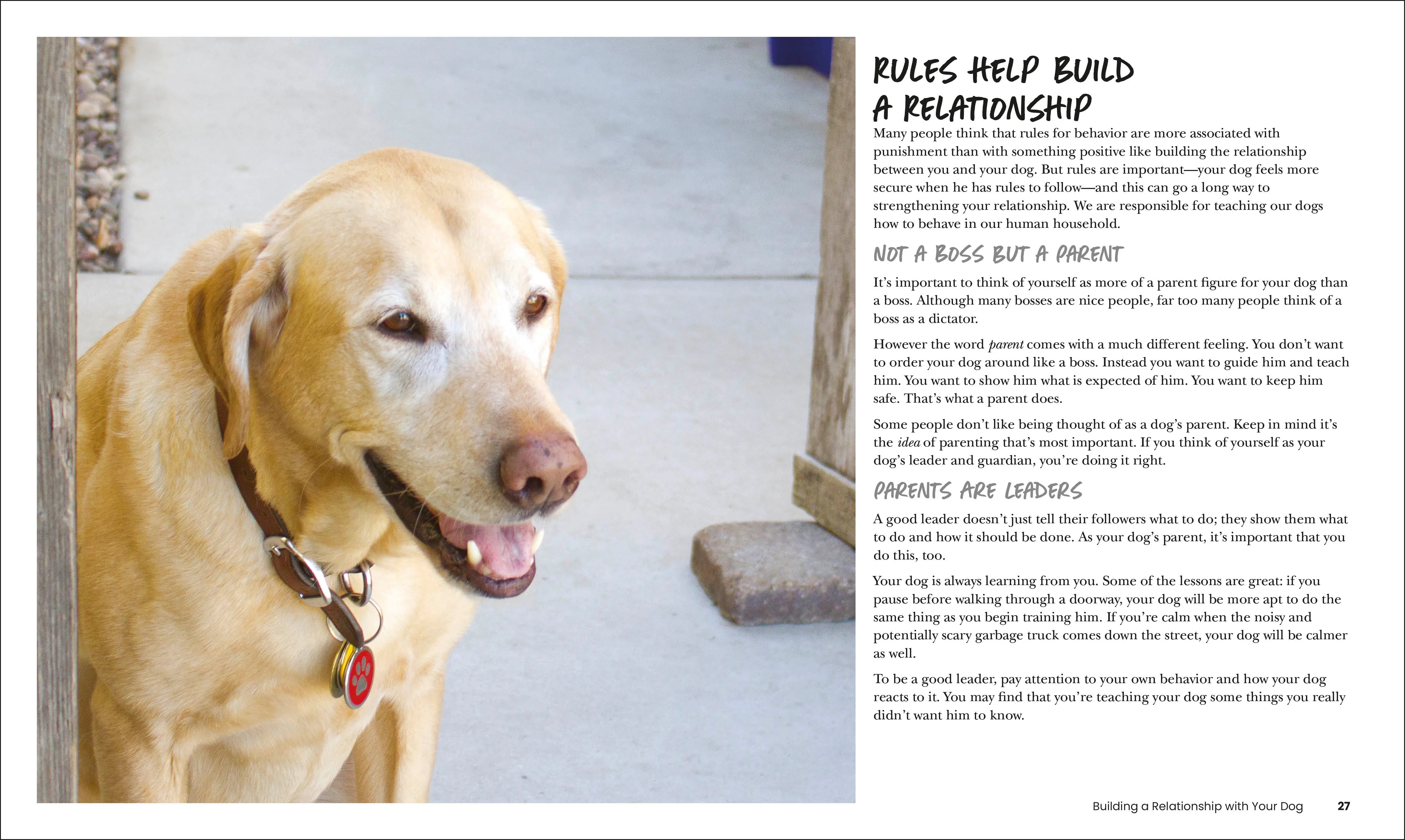 How to Train Your Dog - Image 2