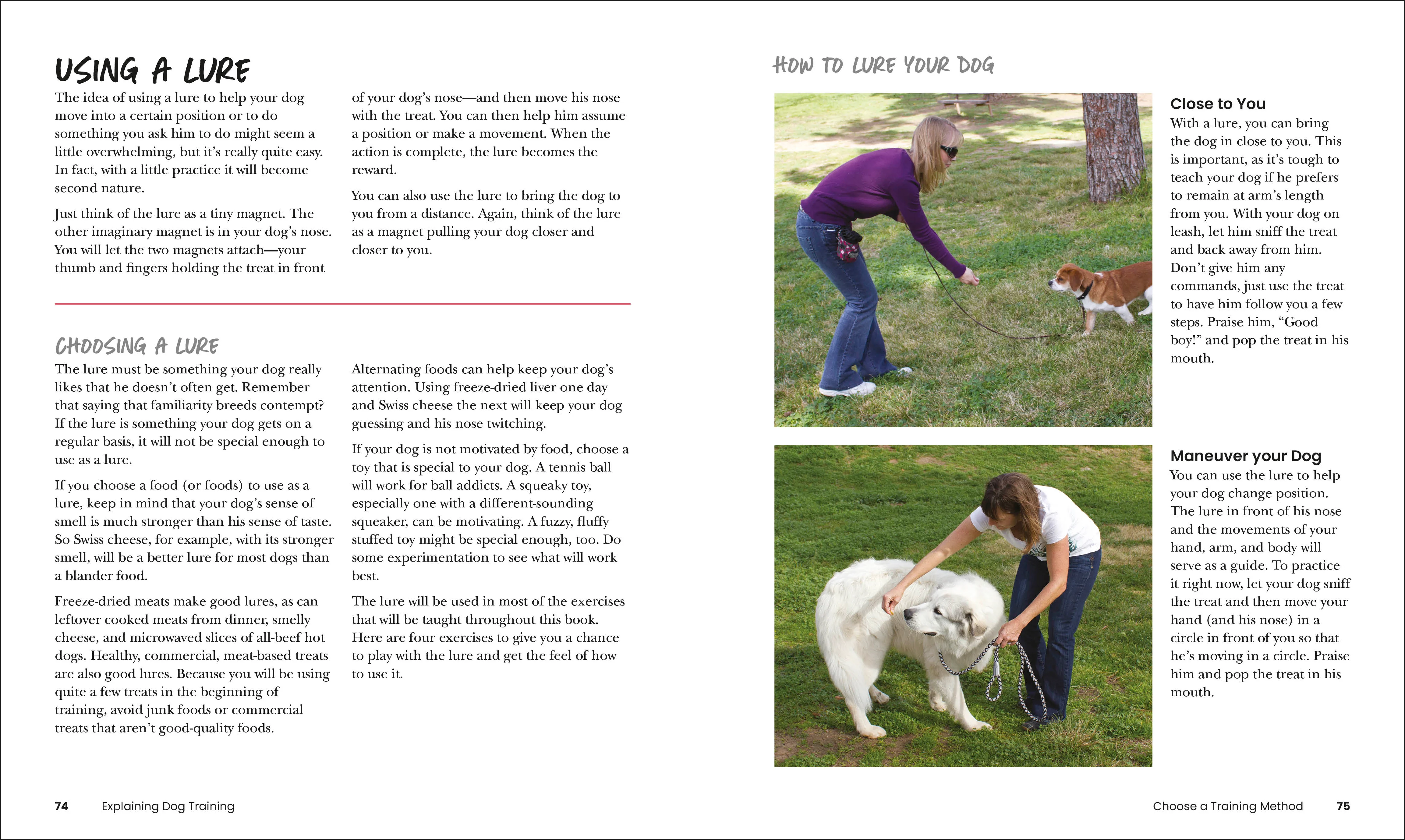 How to Train Your Dog - Image 4