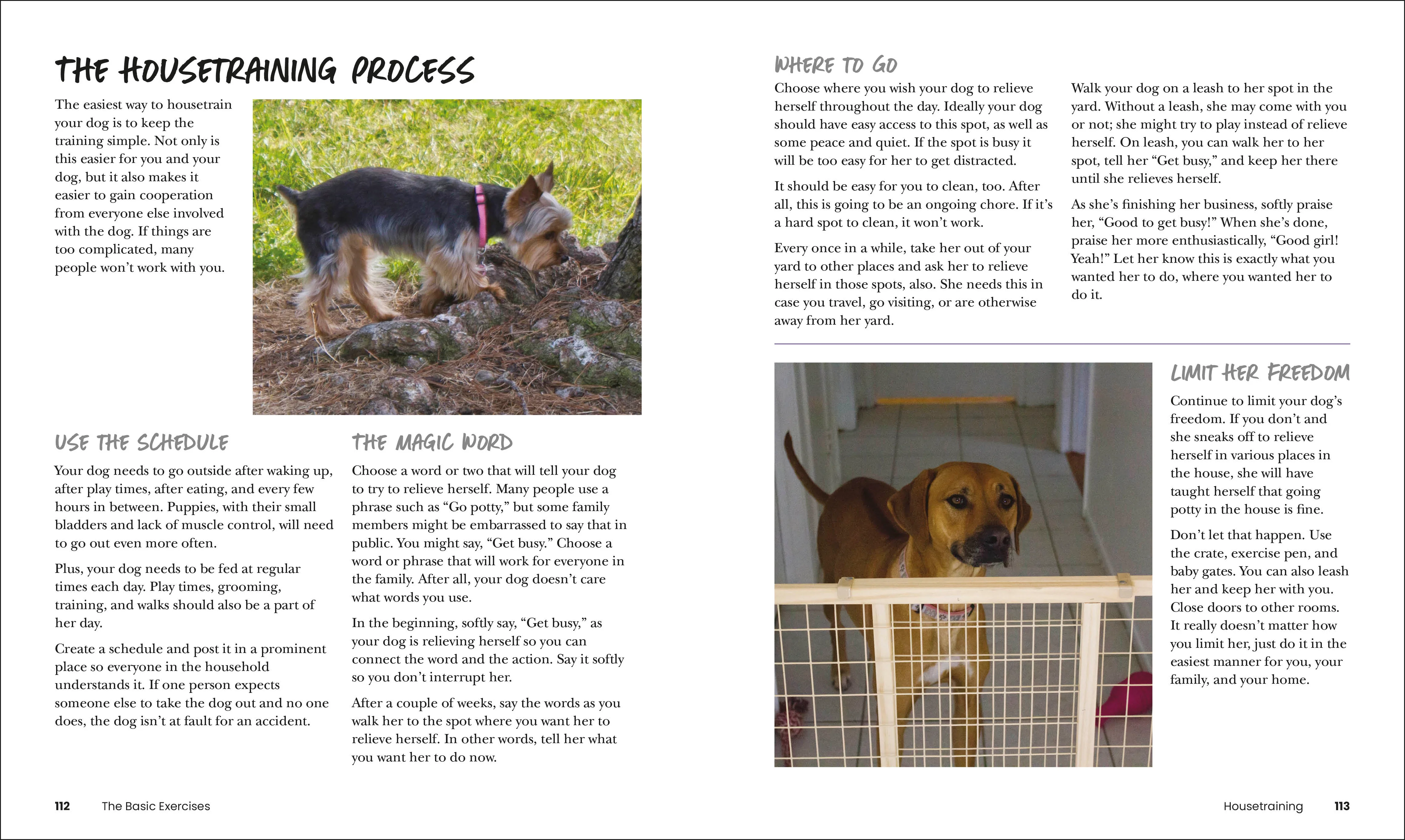 How to Train Your Dog - Image 5