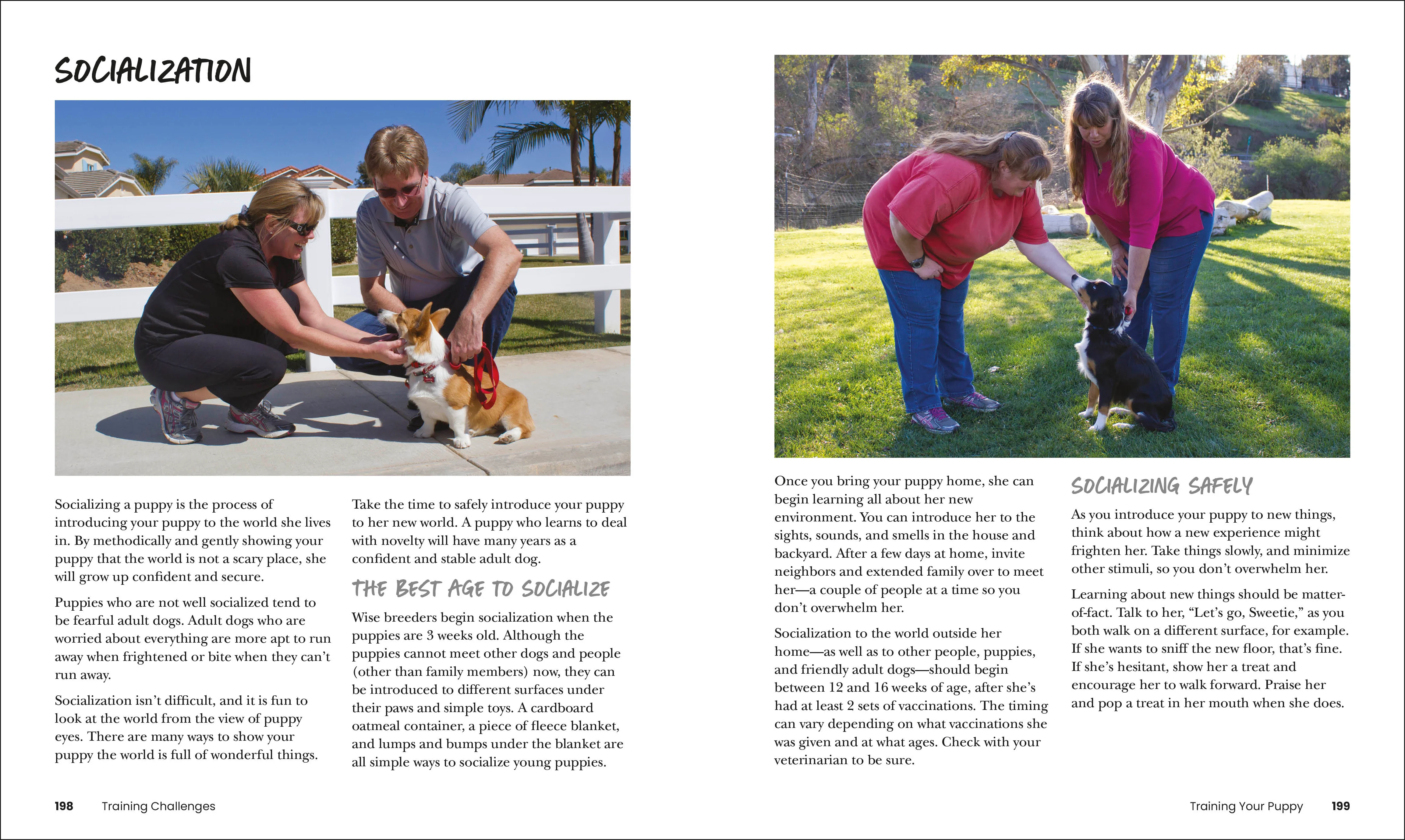 How to Train Your Dog - Image 8