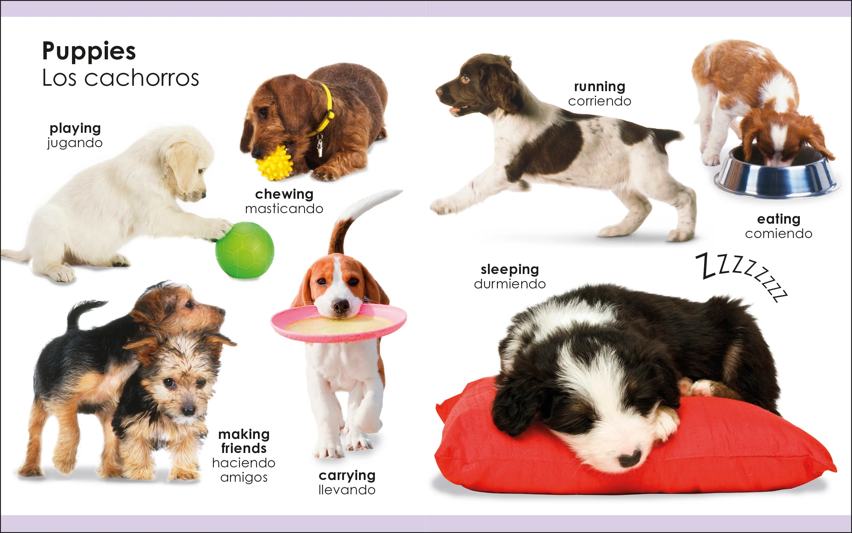 My First Bilingual Pets / los mascotas - Image 3