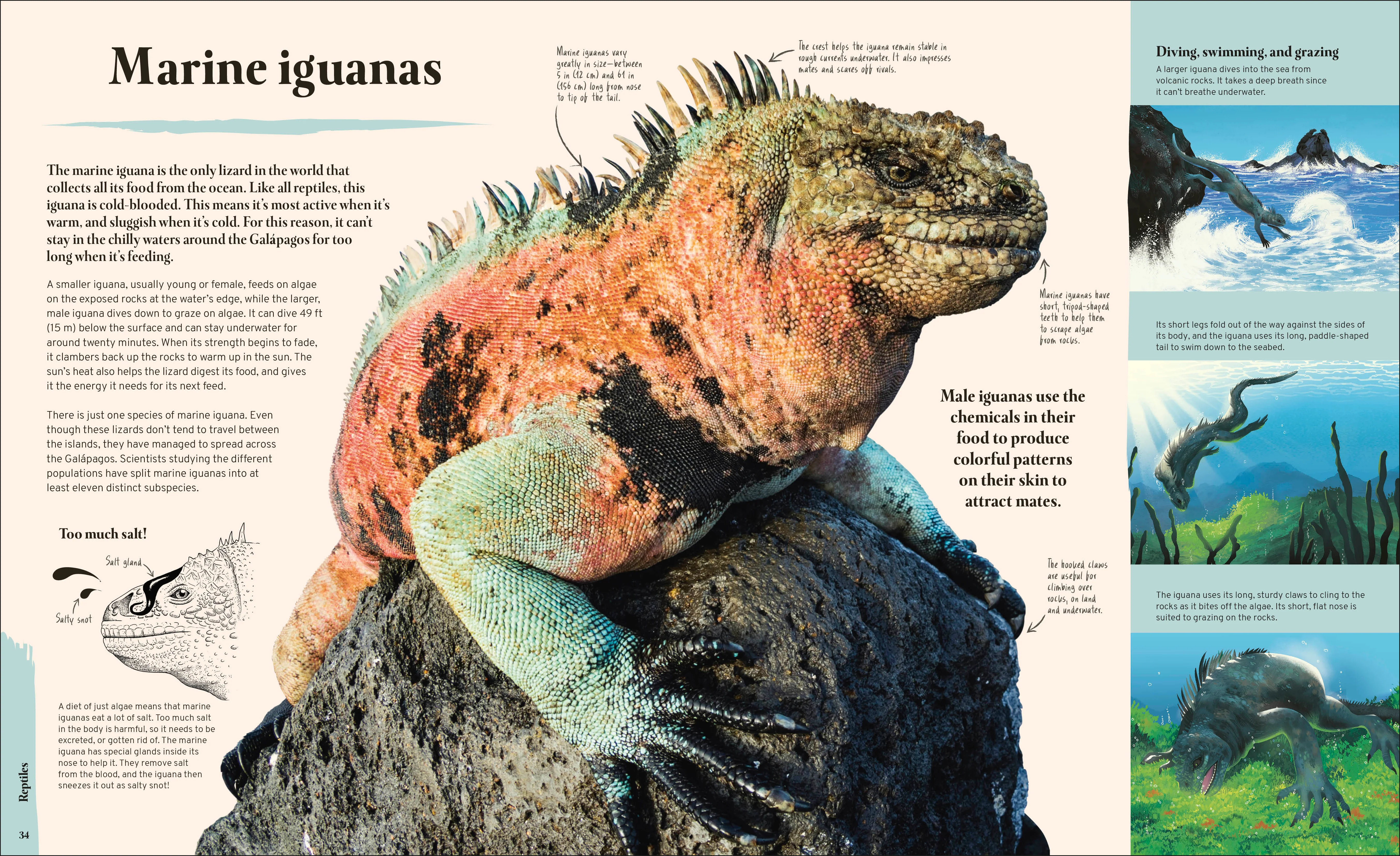 Galapagos - Image 4
