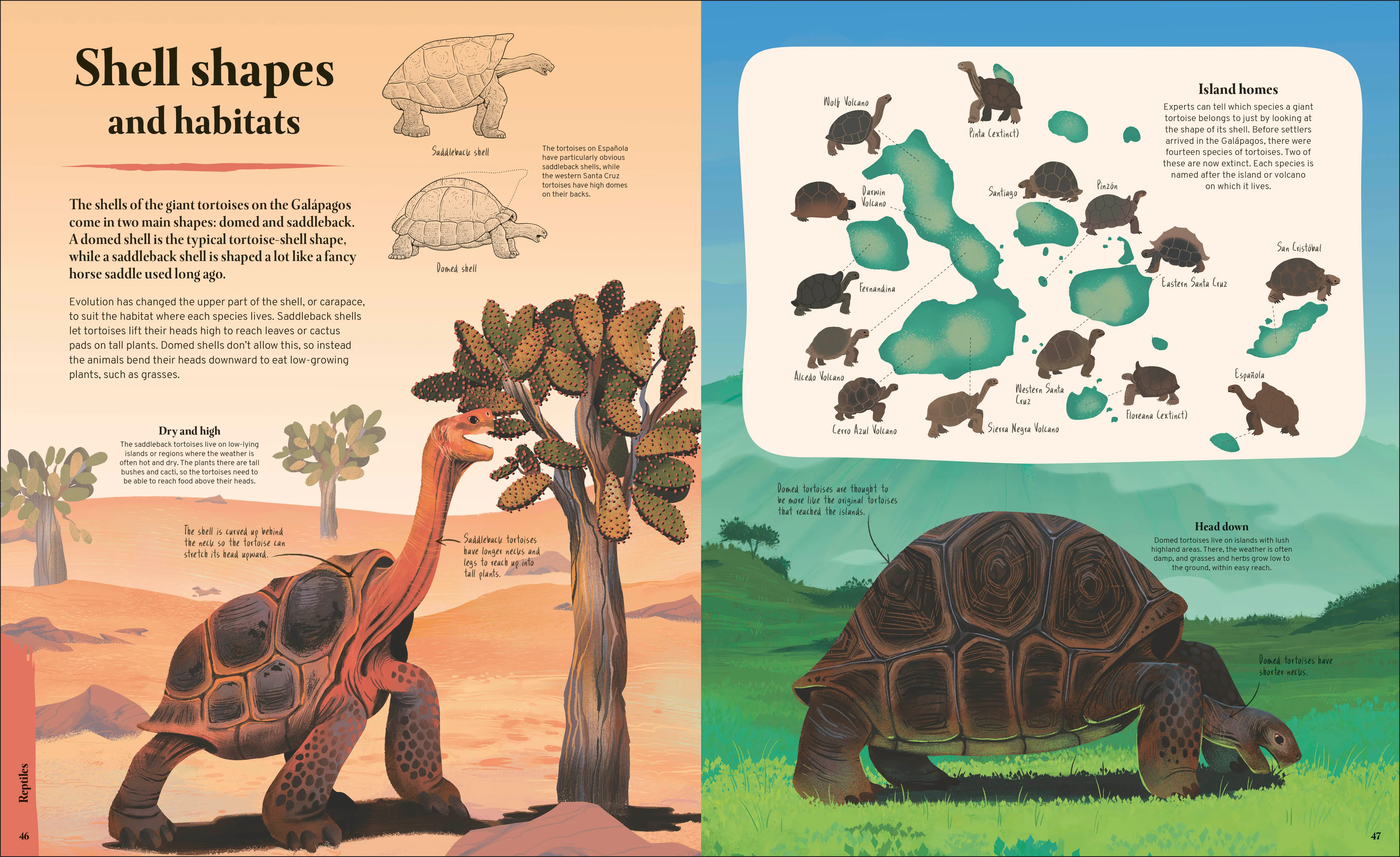 Galapagos - Image 5