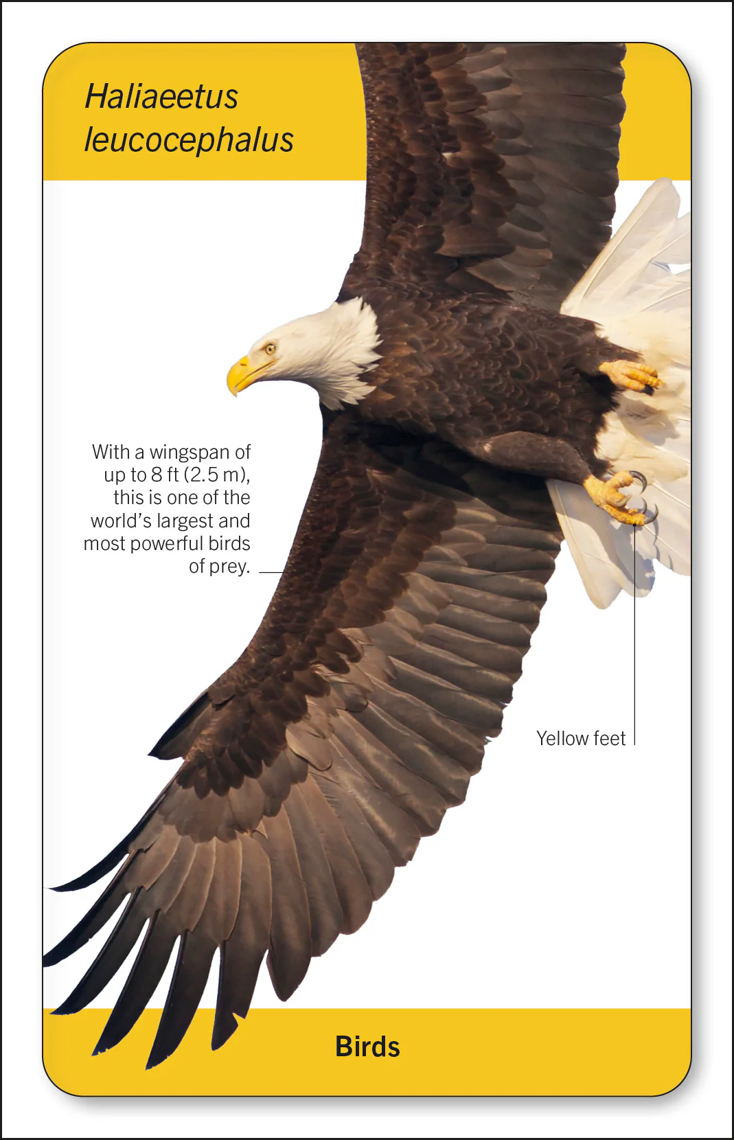 Our World in Pictures Animals of the World Flash Cards - Image 4