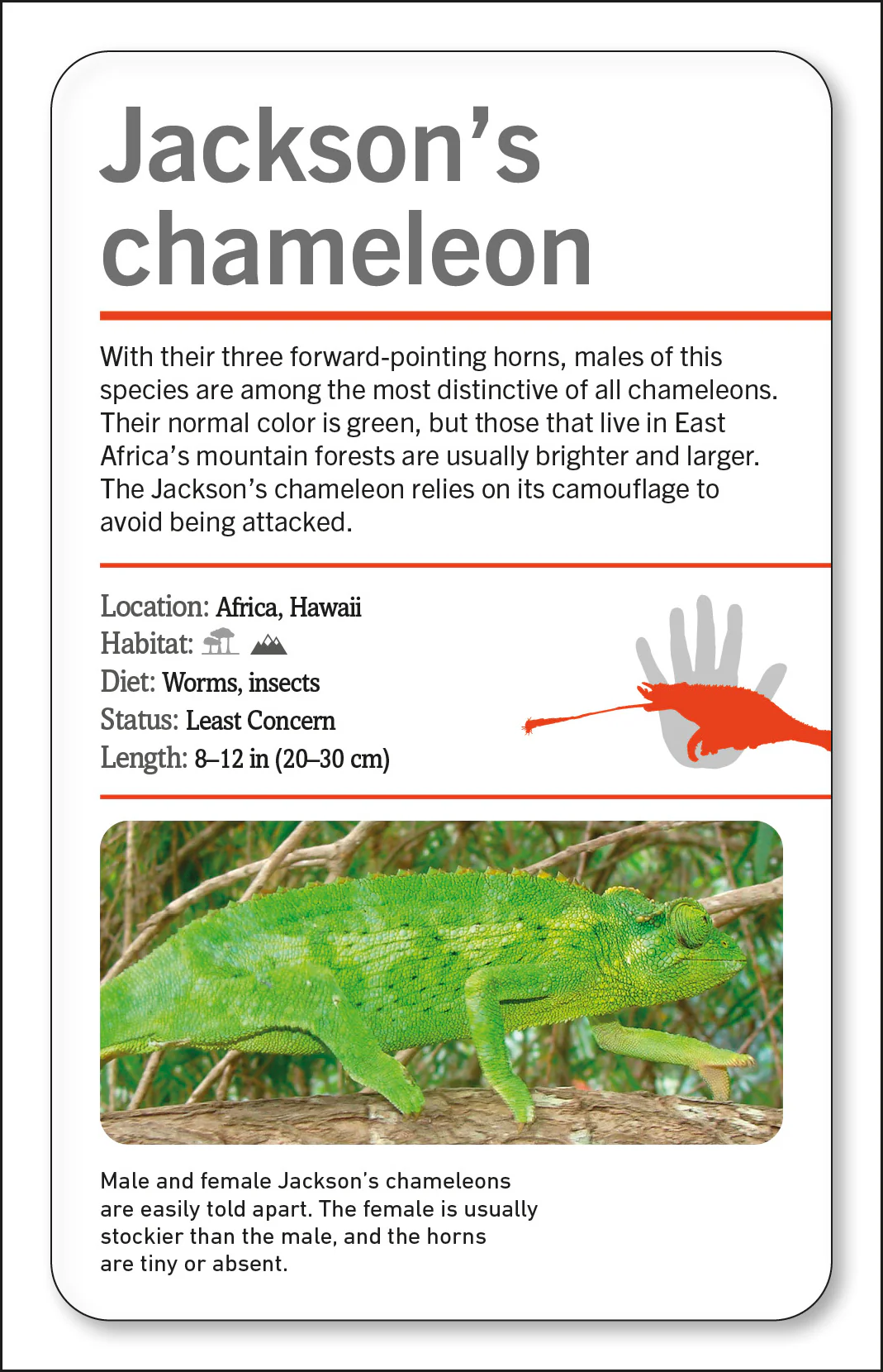 Our World in Pictures Animals of the World Flash Cards - Image 7