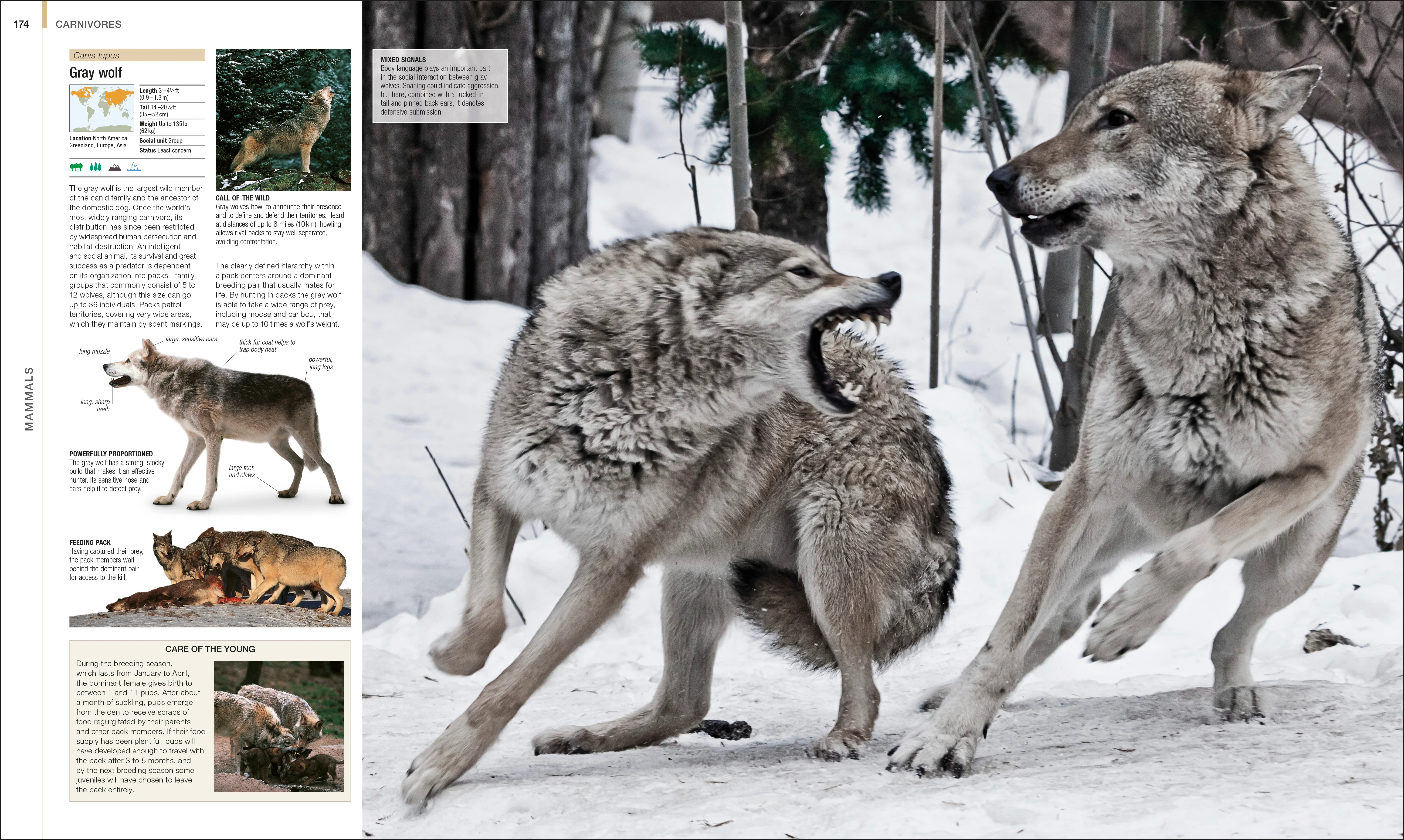 Animal - Image 4