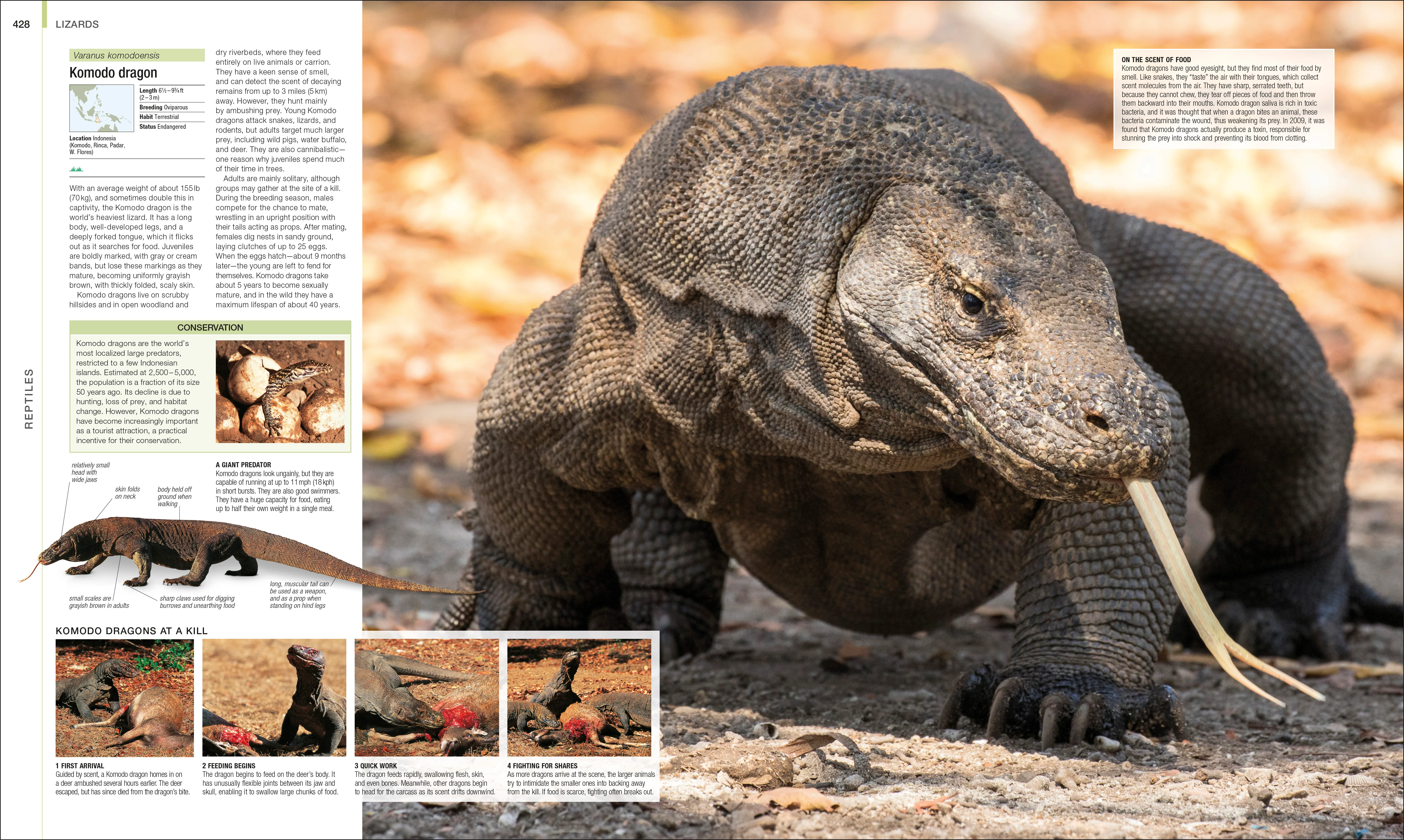 Animal - Image 6