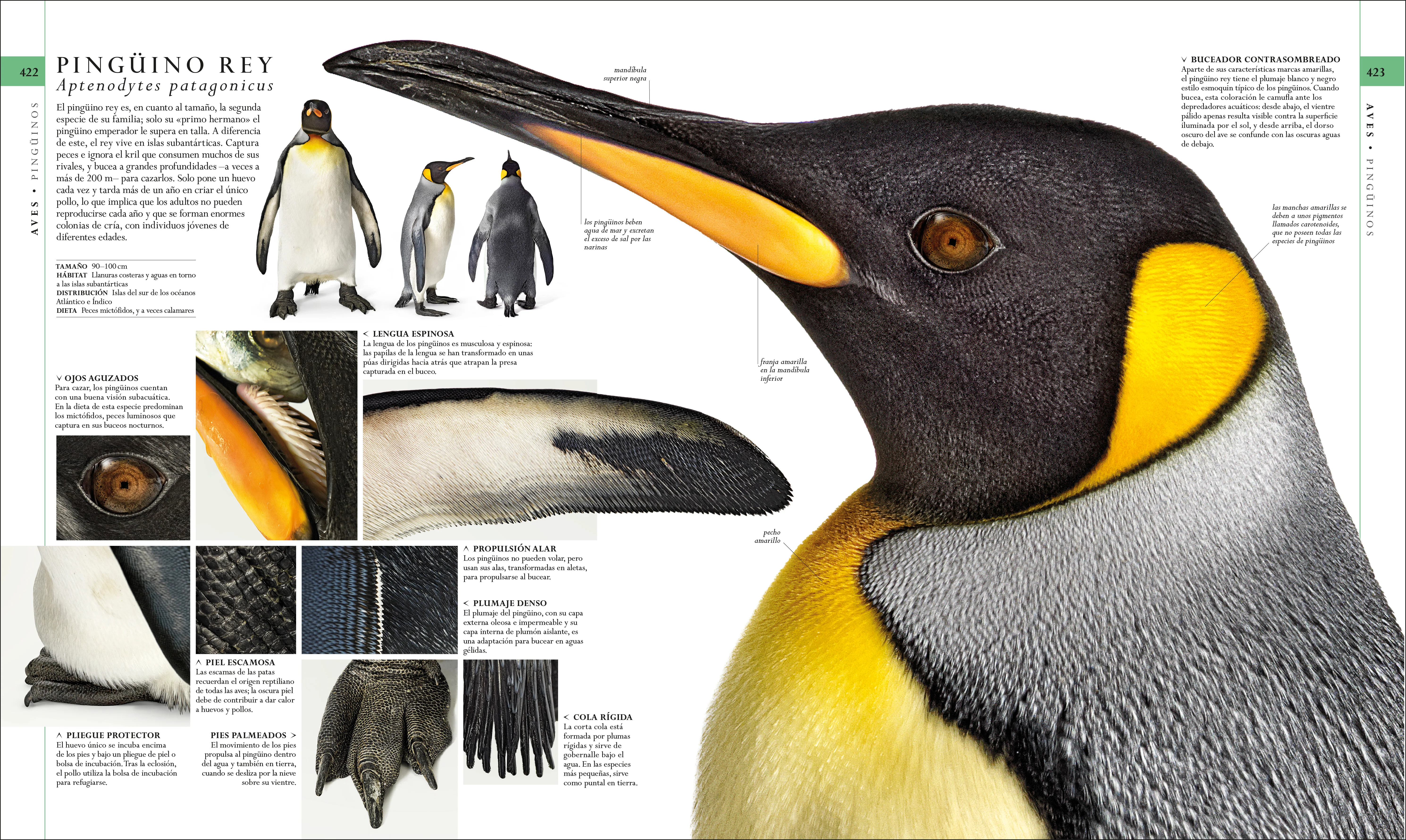 El libro de la naturaleza (Natural History) - Image 4