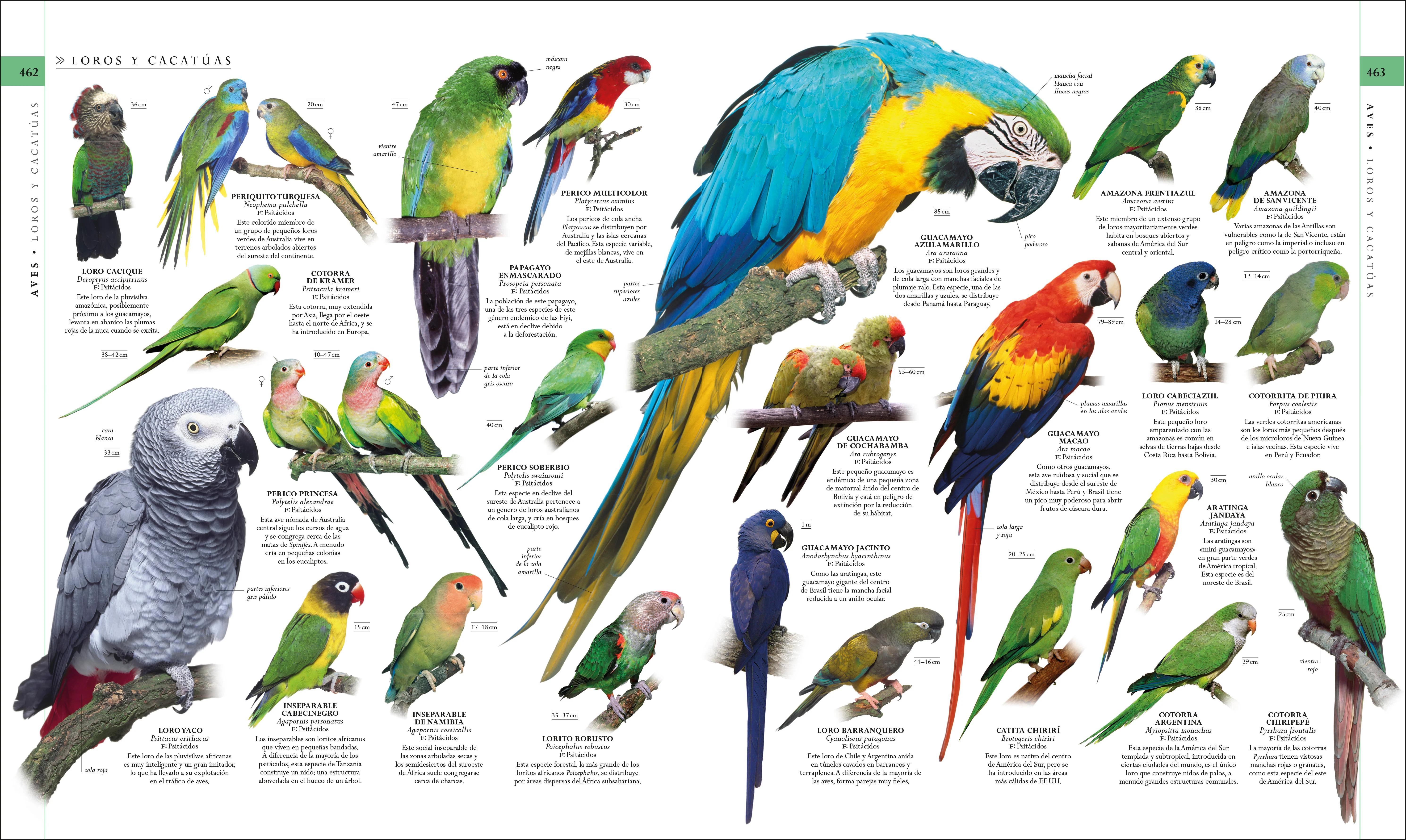 El libro de la naturaleza (Natural History) - Image 5