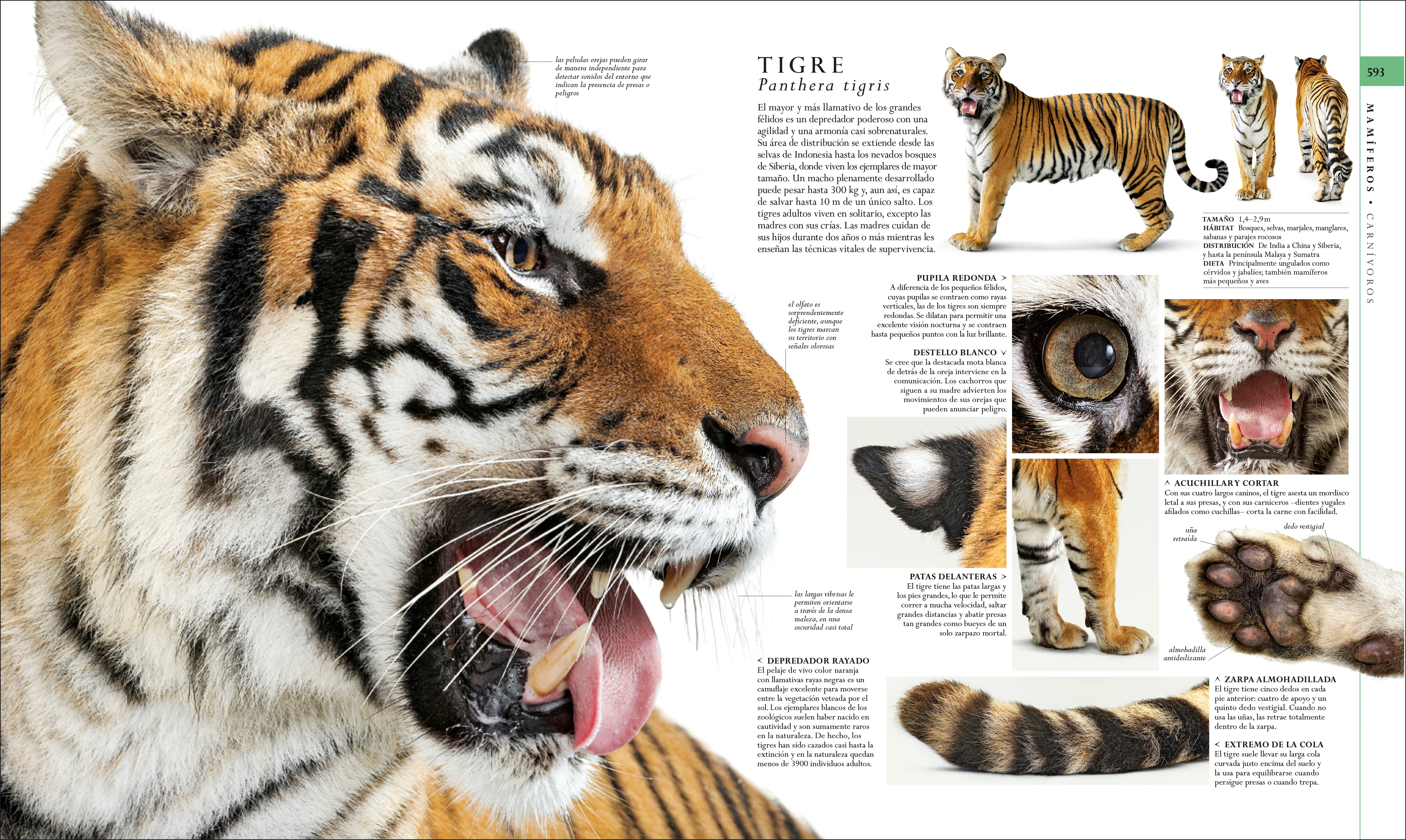 El libro de la naturaleza (Natural History) - Image 6