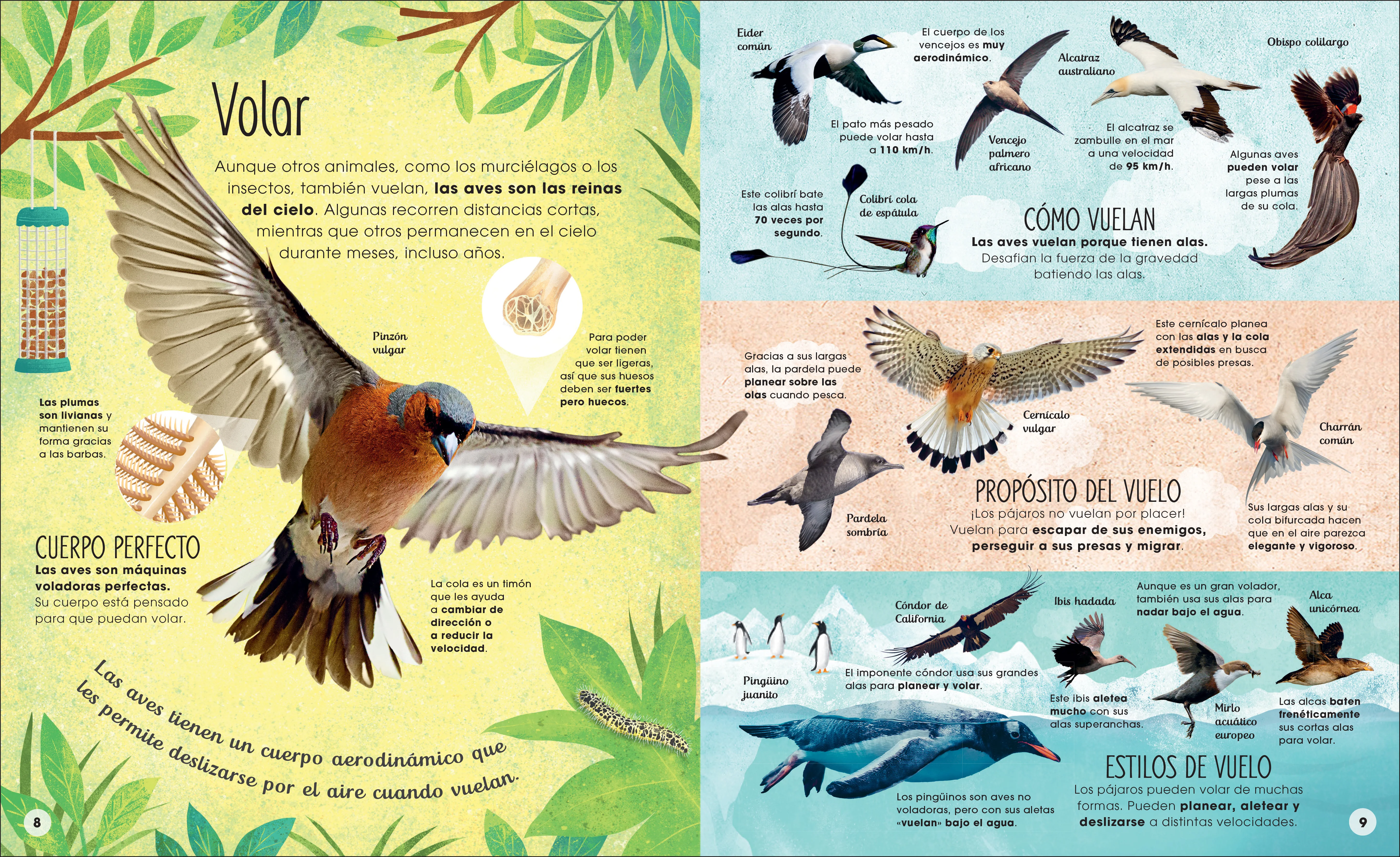La vida secreta de las aves (The Extraordinary World of Birds) - Image 2