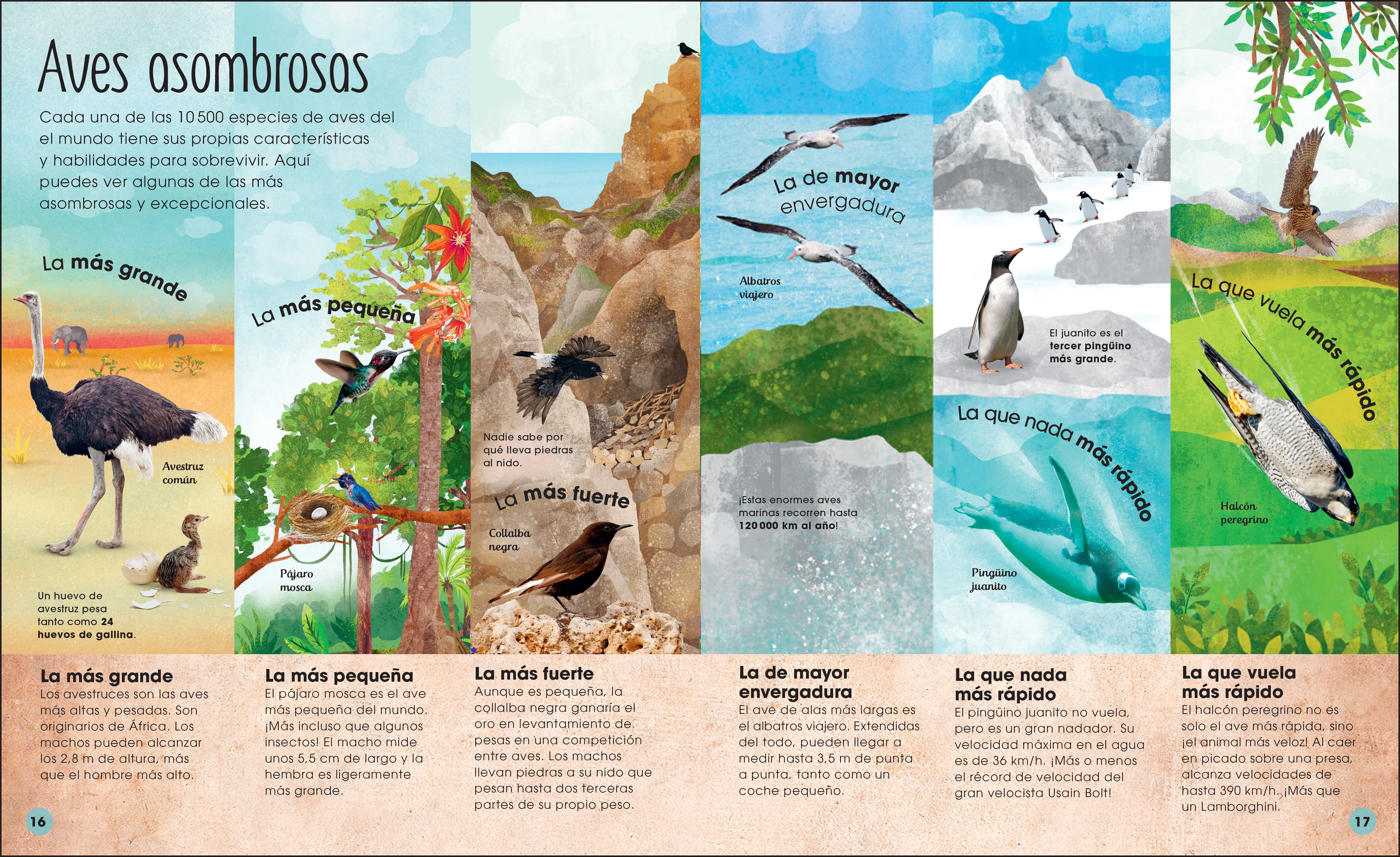 La vida secreta de las aves (The Extraordinary World of Birds) - Image 3