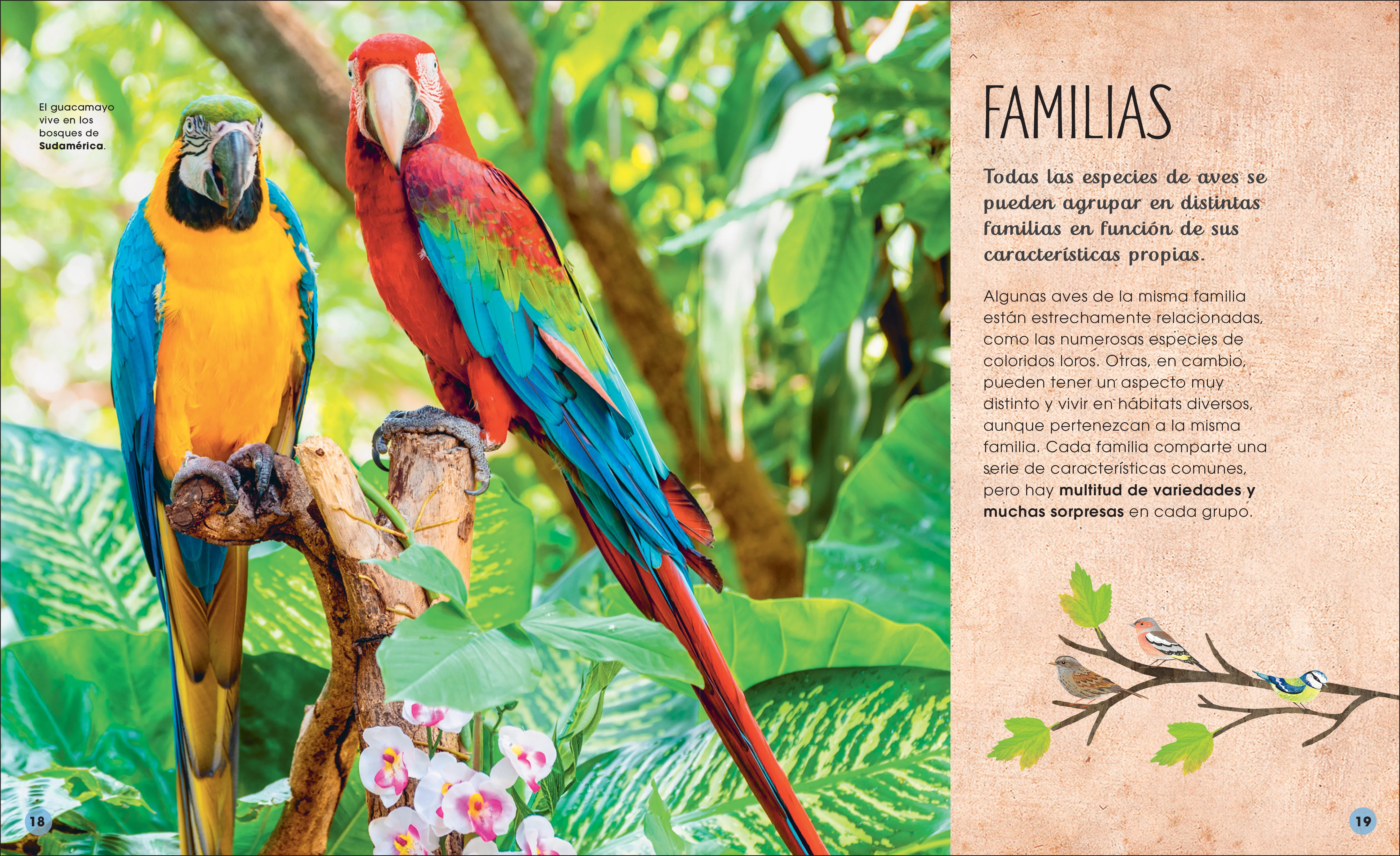 La vida secreta de las aves (The Extraordinary World of Birds) - Image 4