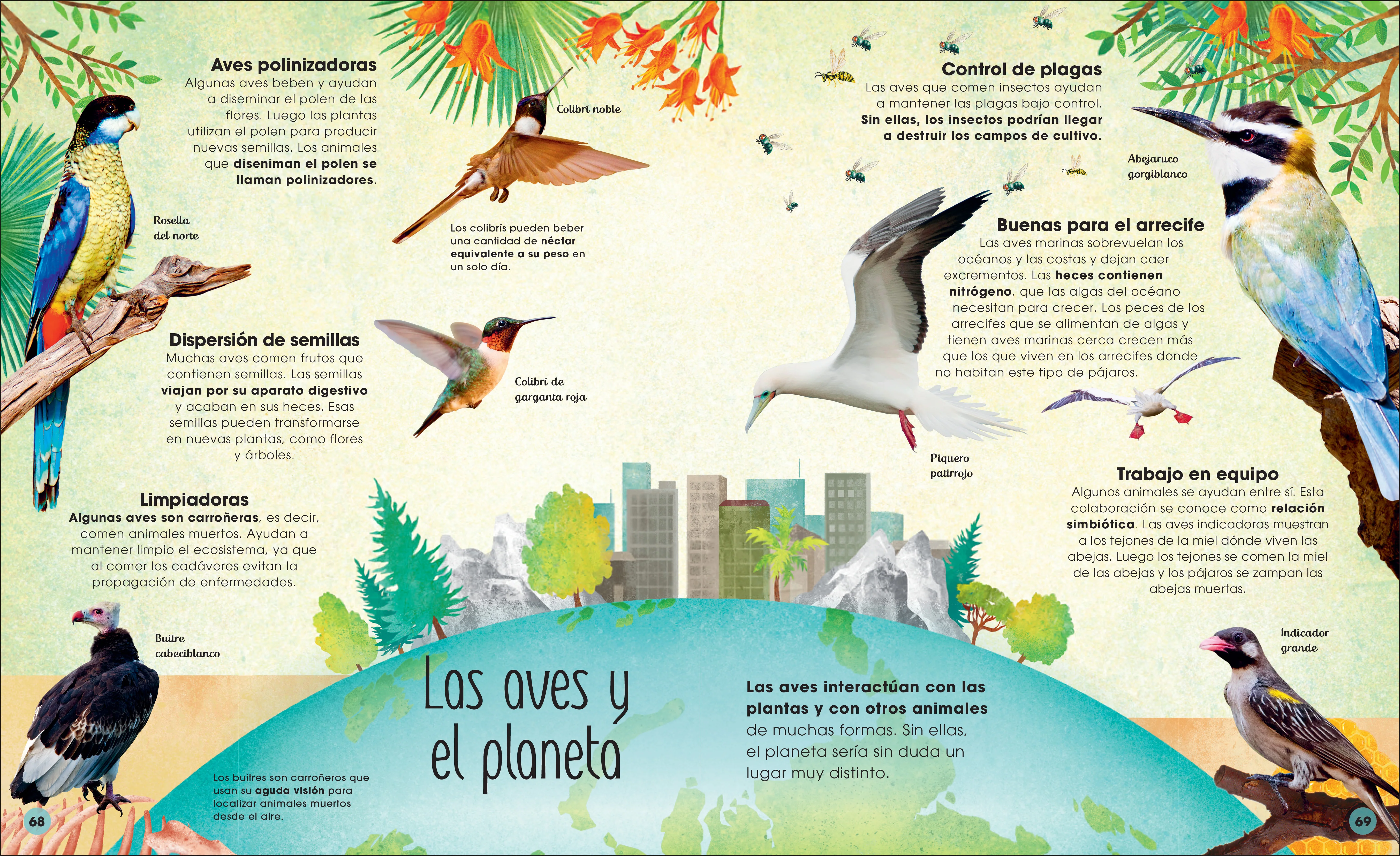La vida secreta de las aves (The Extraordinary World of Birds) - Image 5