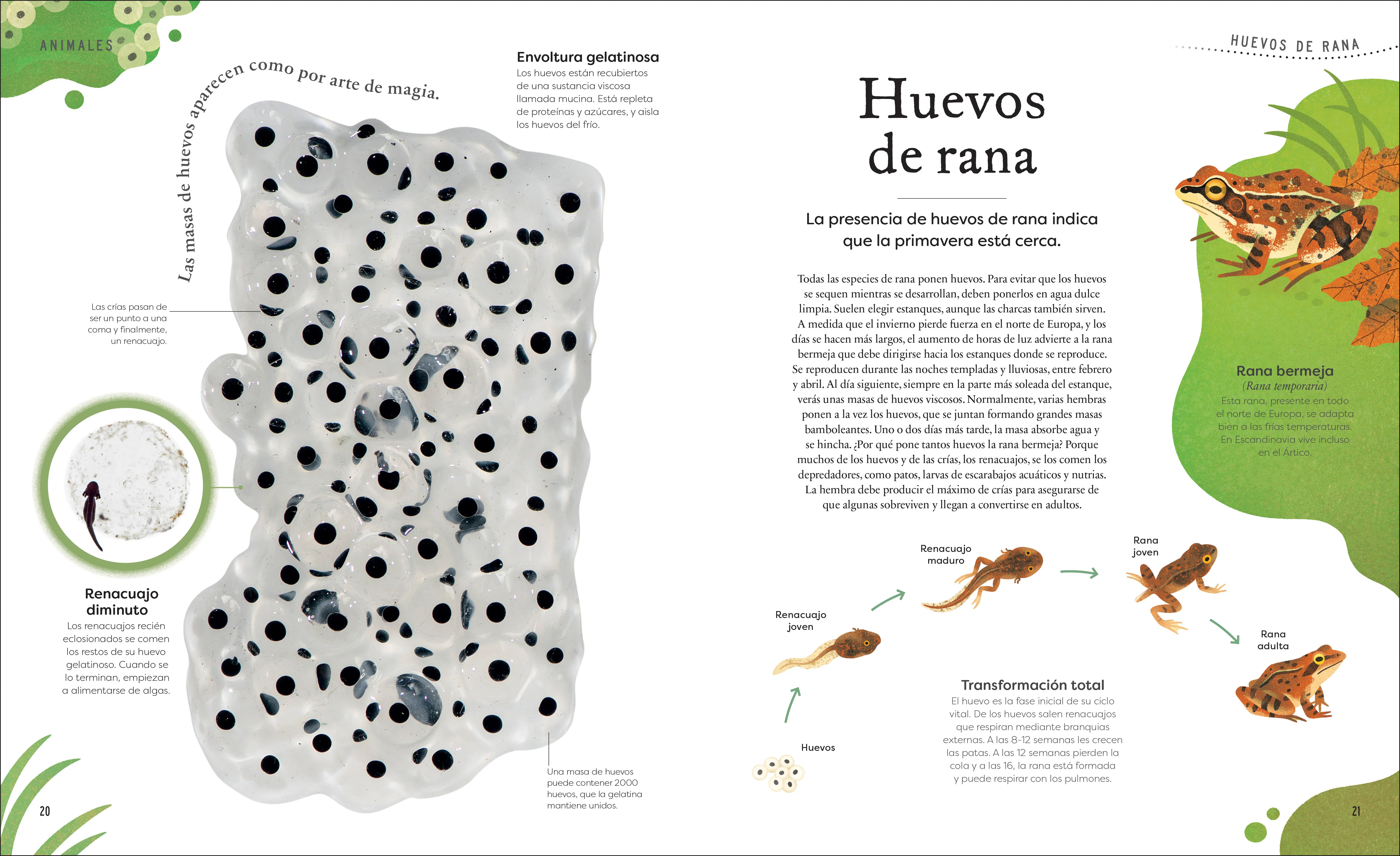 Tesoros de la naturaleza (Nature's Treasures) - Image 4