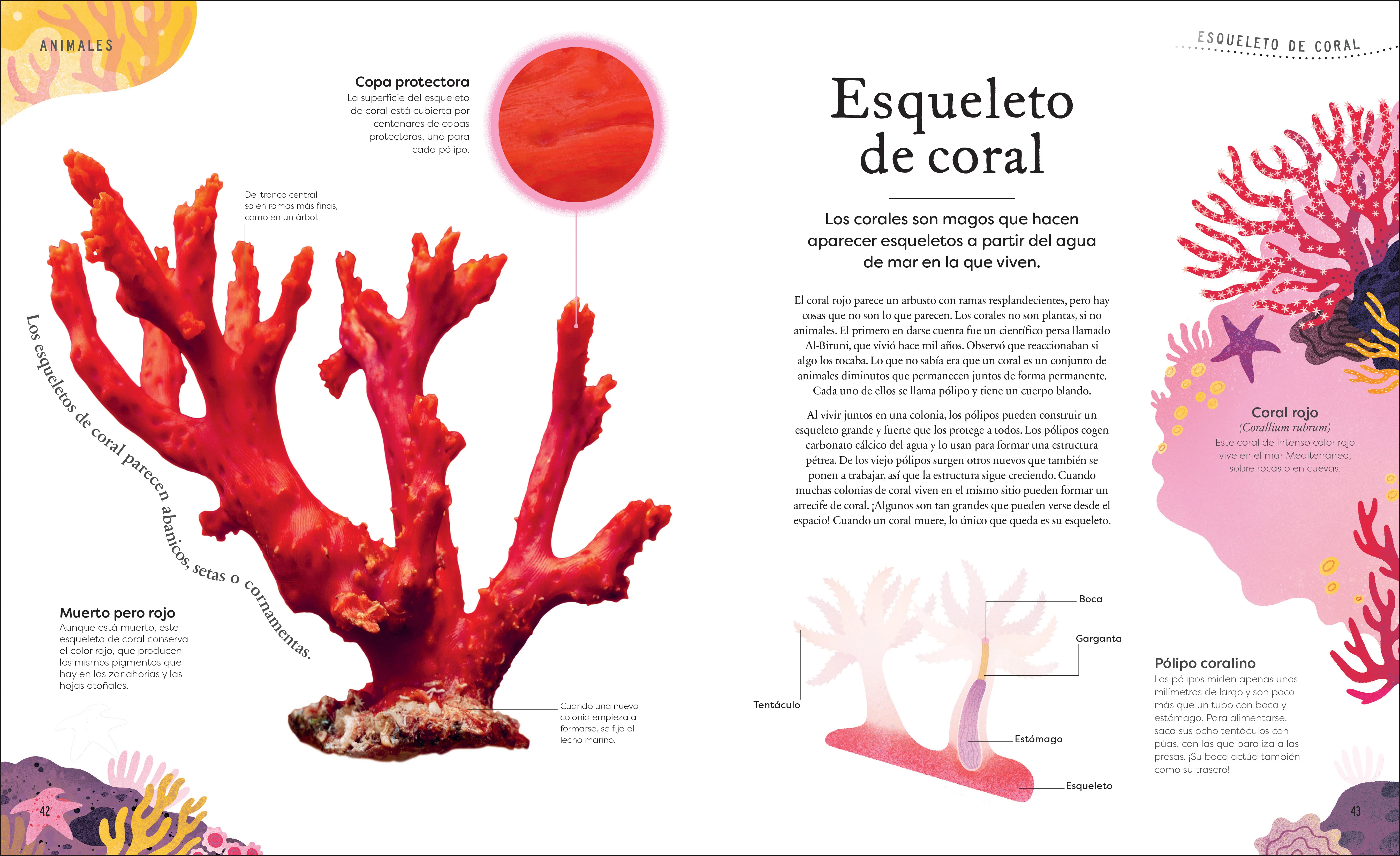 Tesoros de la naturaleza (Nature's Treasures) - Image 5