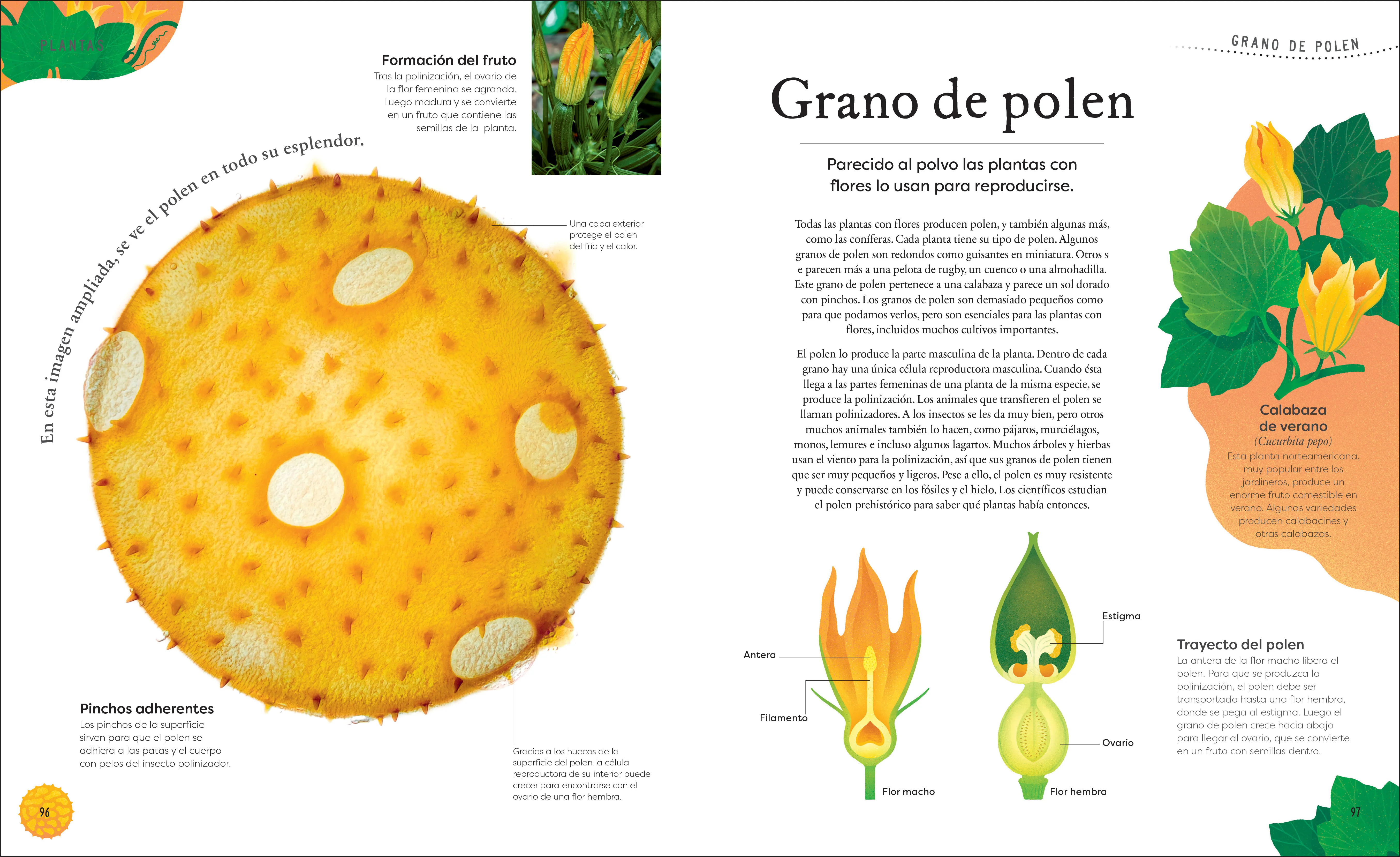 Tesoros de la naturaleza (Nature's Treasures) - Image 6