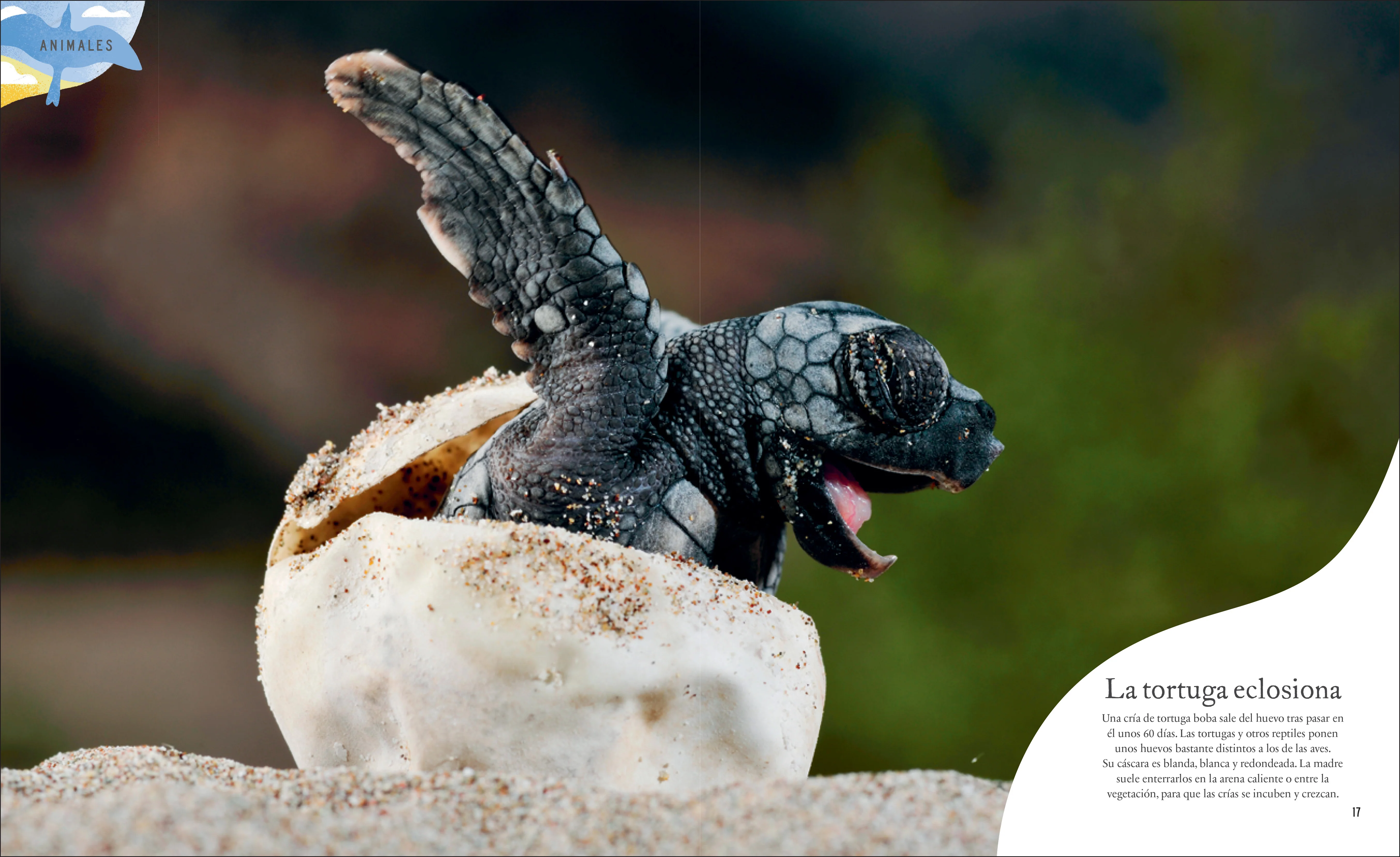Tesoros de la naturaleza (Nature's Treasures) - Image 9