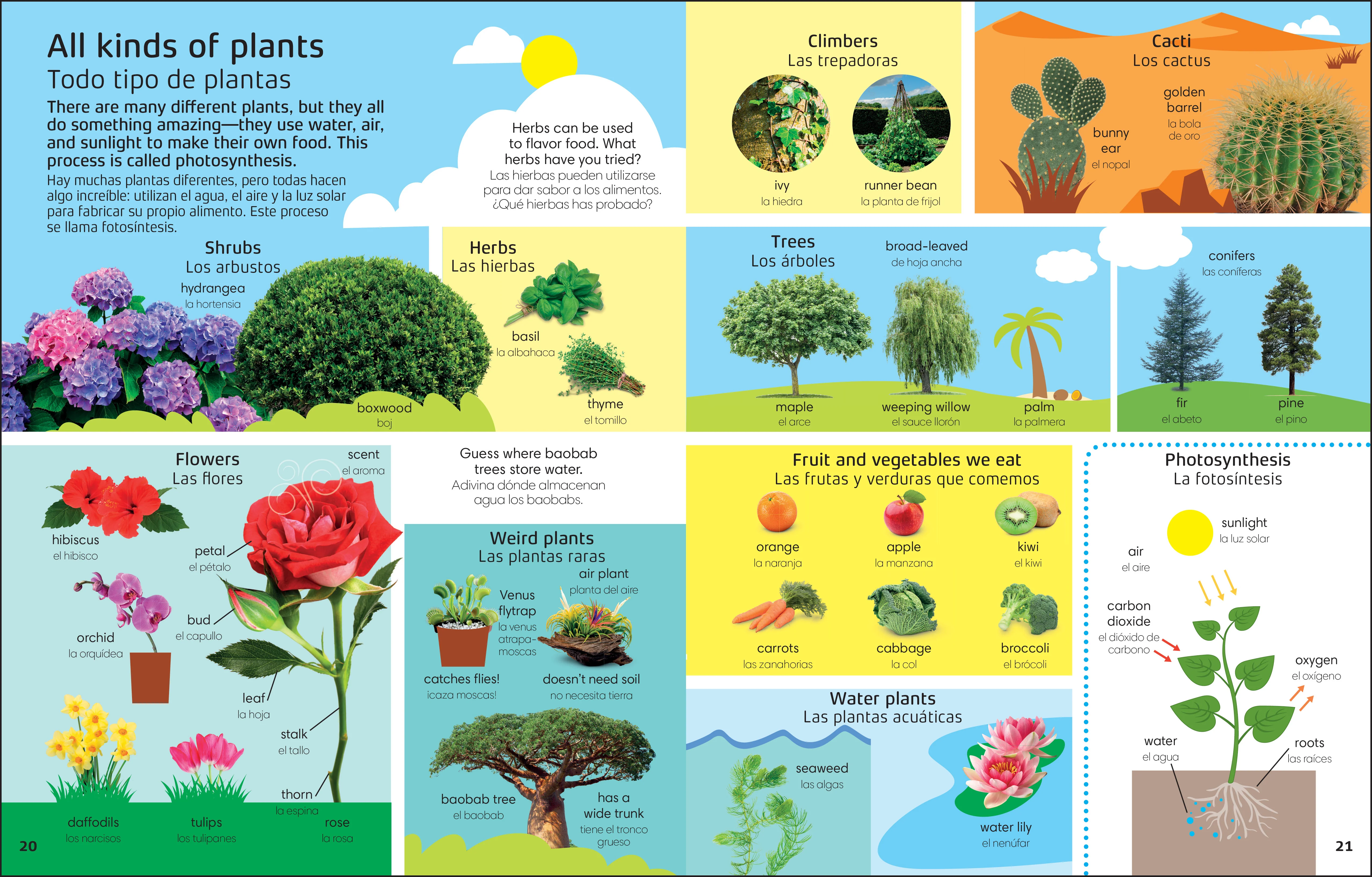 1000 Bilingual words Nature English-Spanish/1000 Palabras bilingues Naturaleza ingles espanol - Image 4