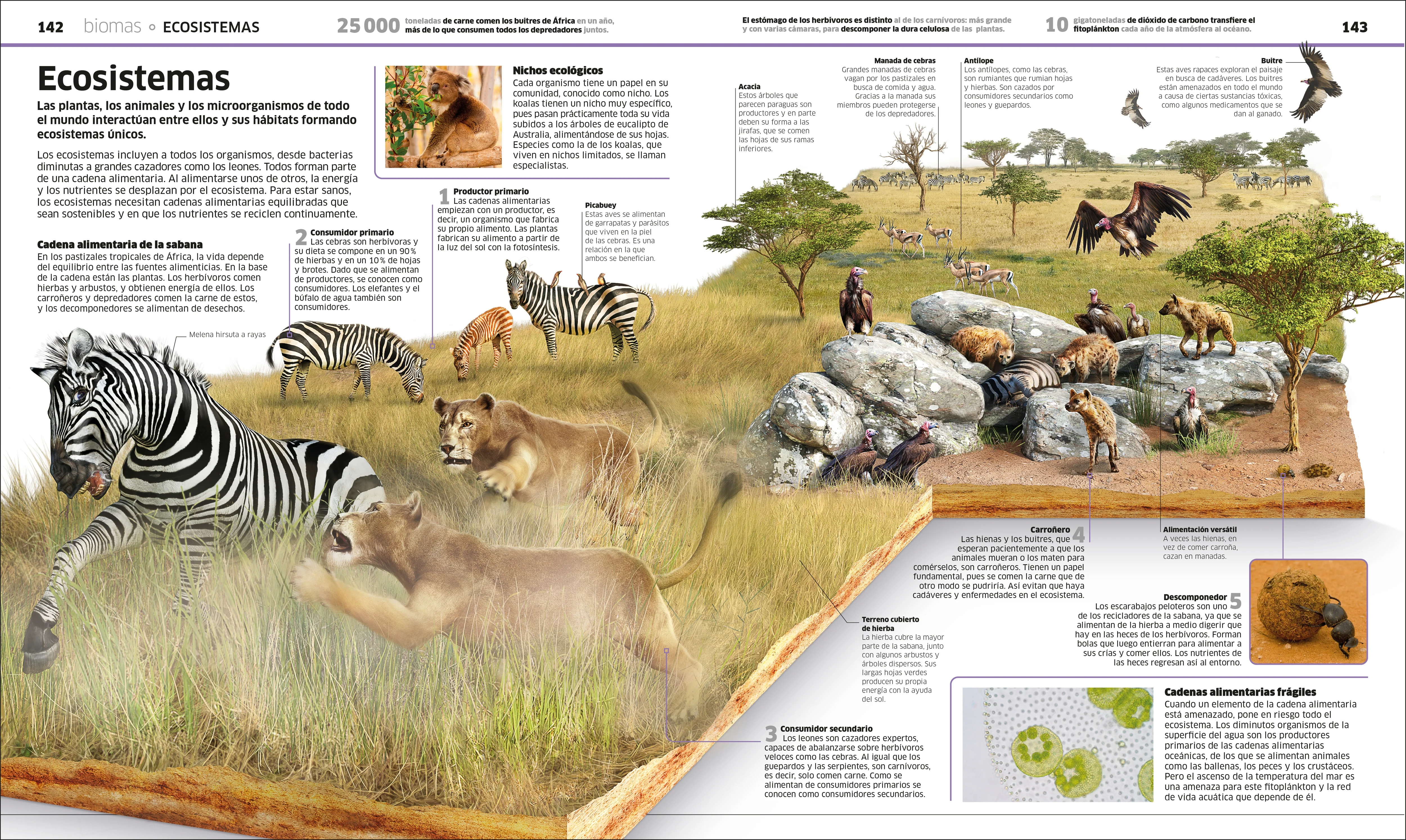 Planeta tierra (Knowledge Encyclopedia Planet Earth!) - Image 6