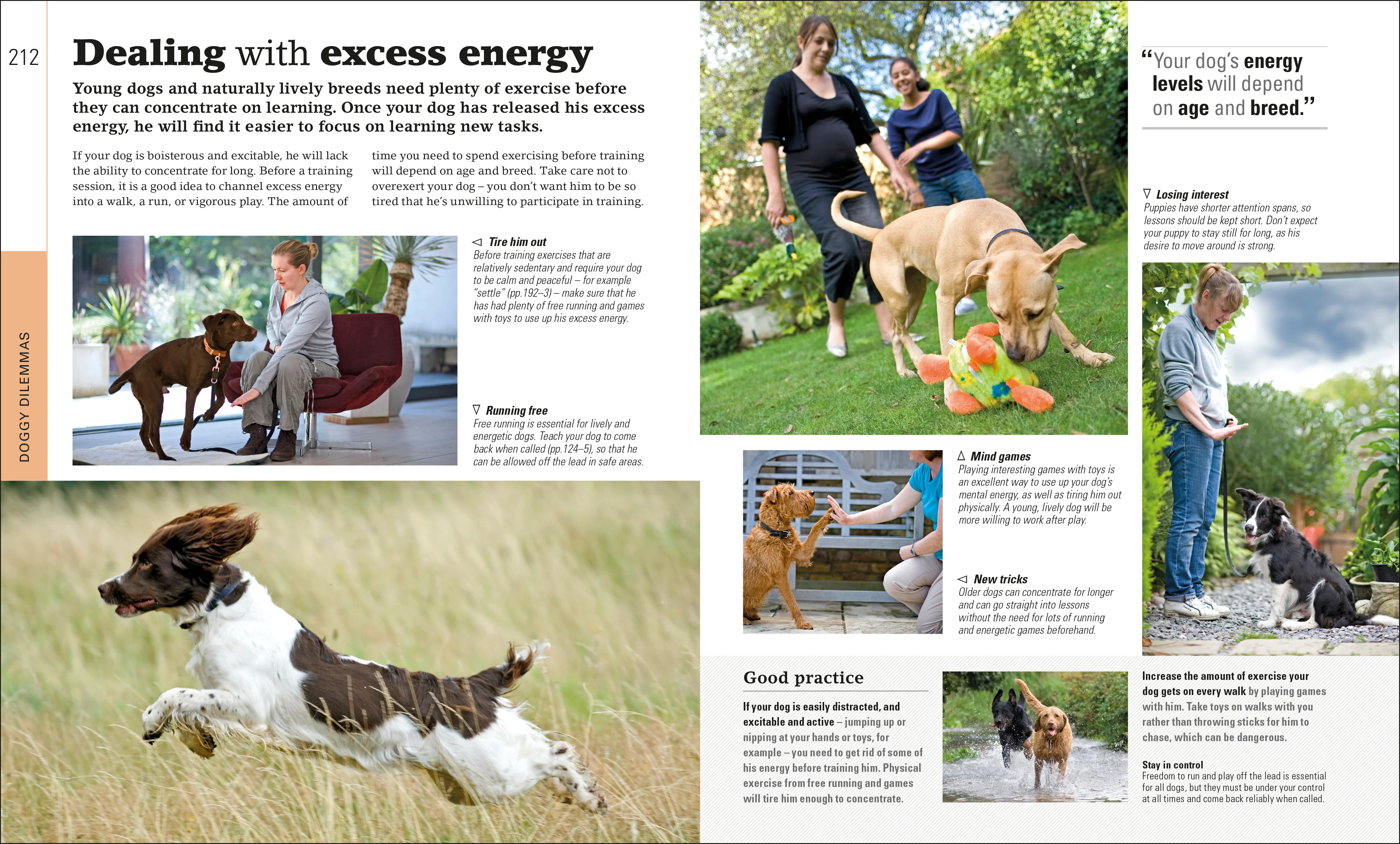 The Beginner's Dog Training Guide - Image 4