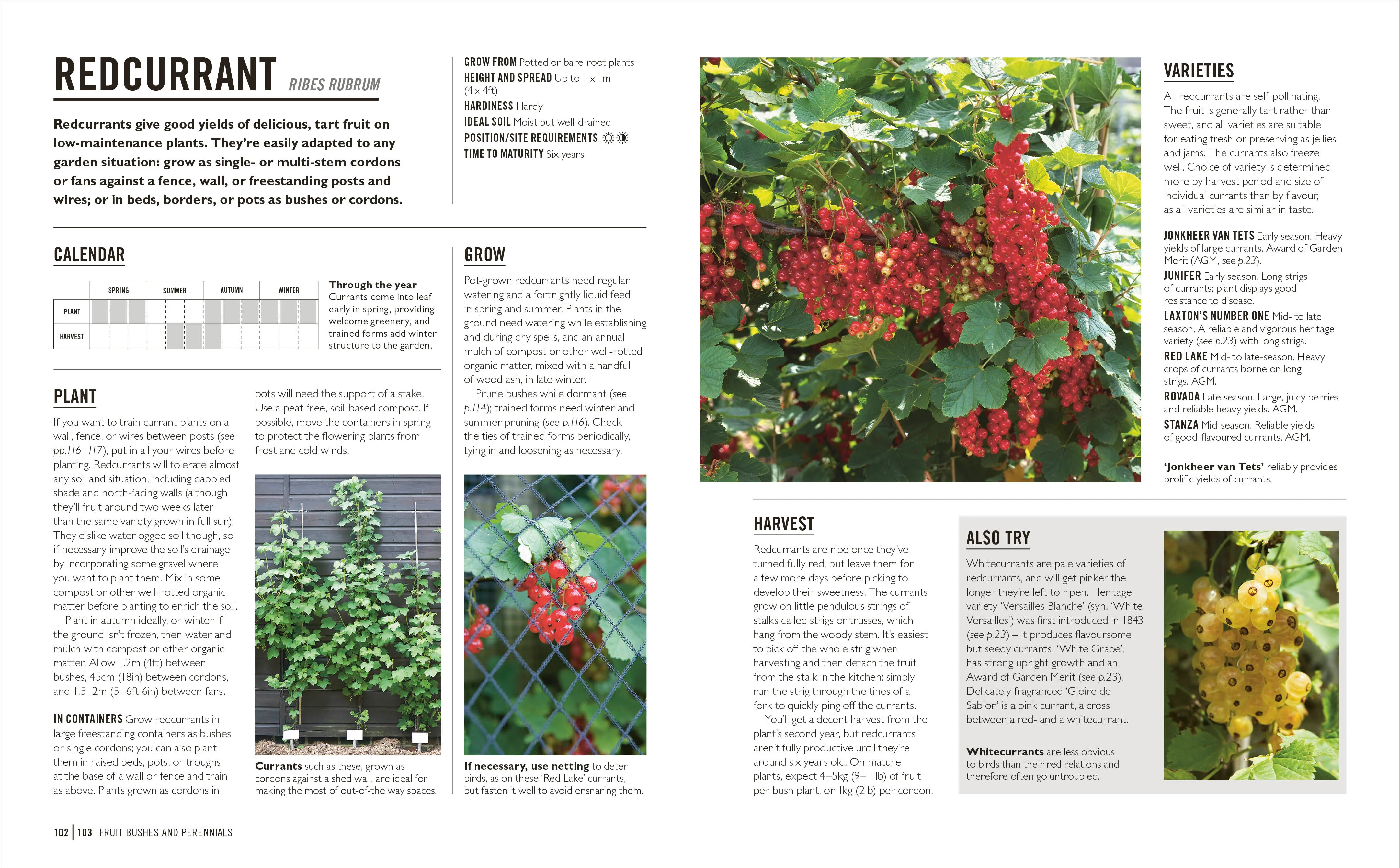 Grow Fruit - Image 10