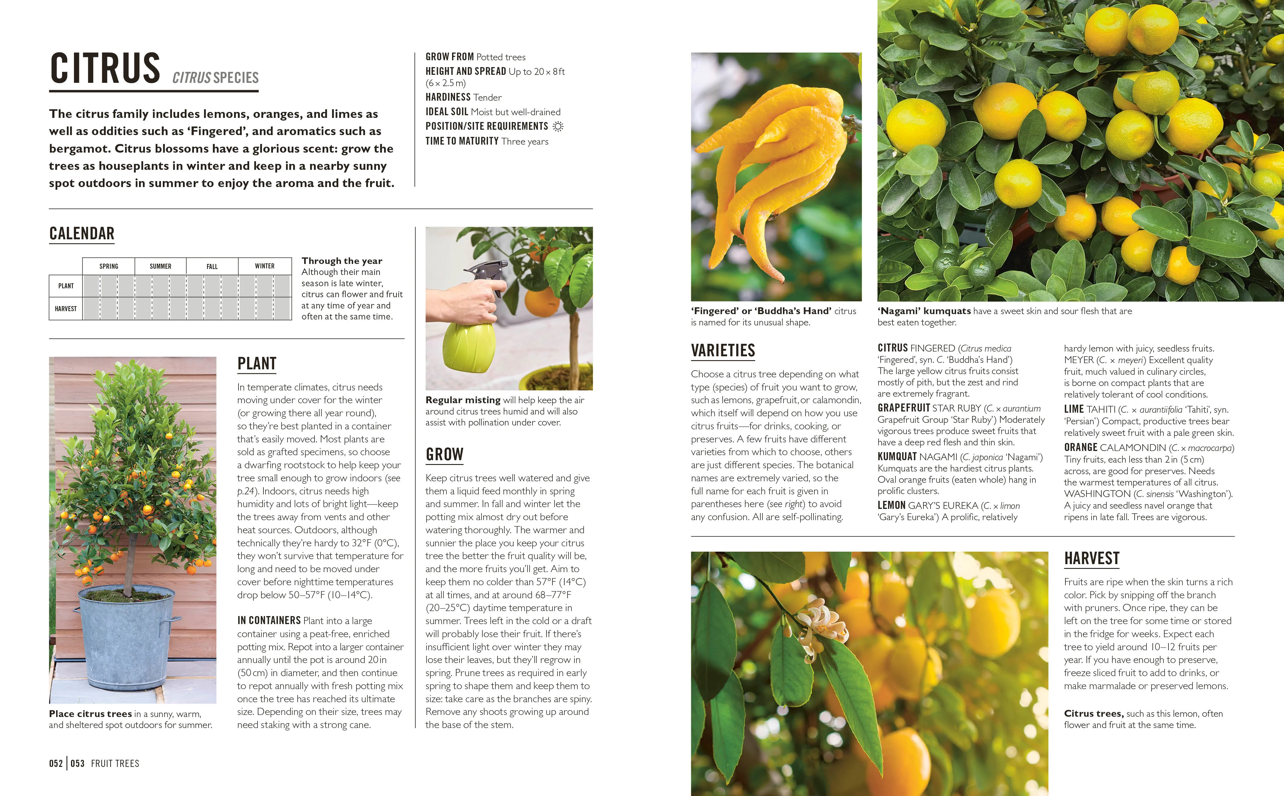 Grow Fruit - Image 3