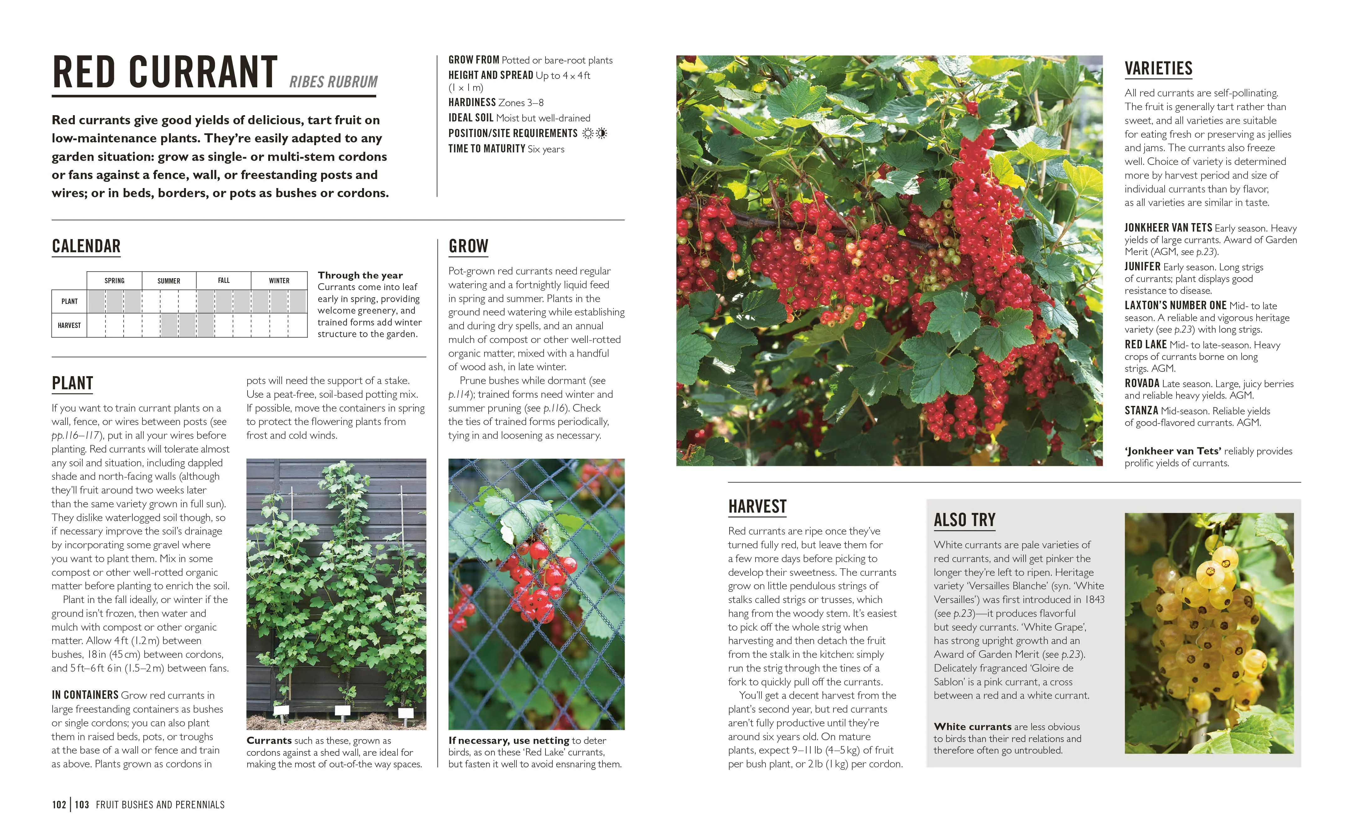 Grow Fruit - Image 4