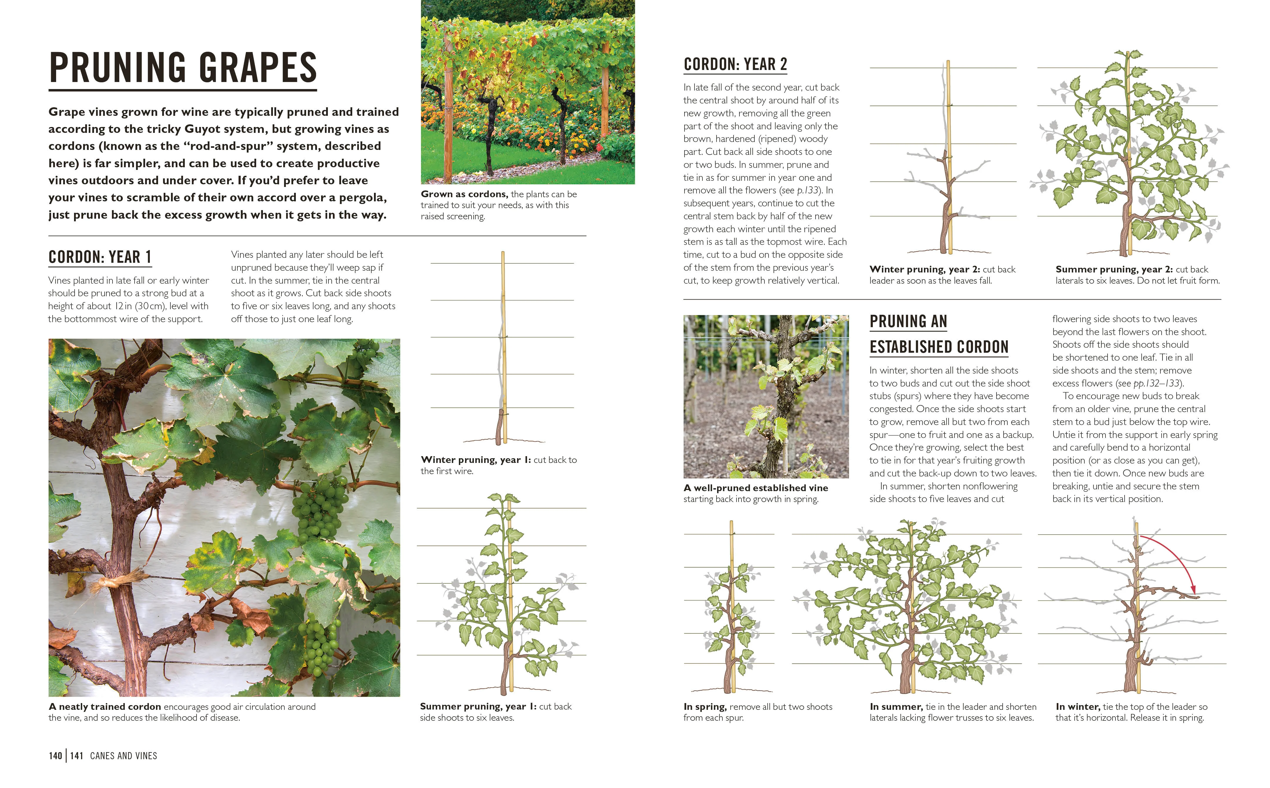 Grow Fruit - Image 7