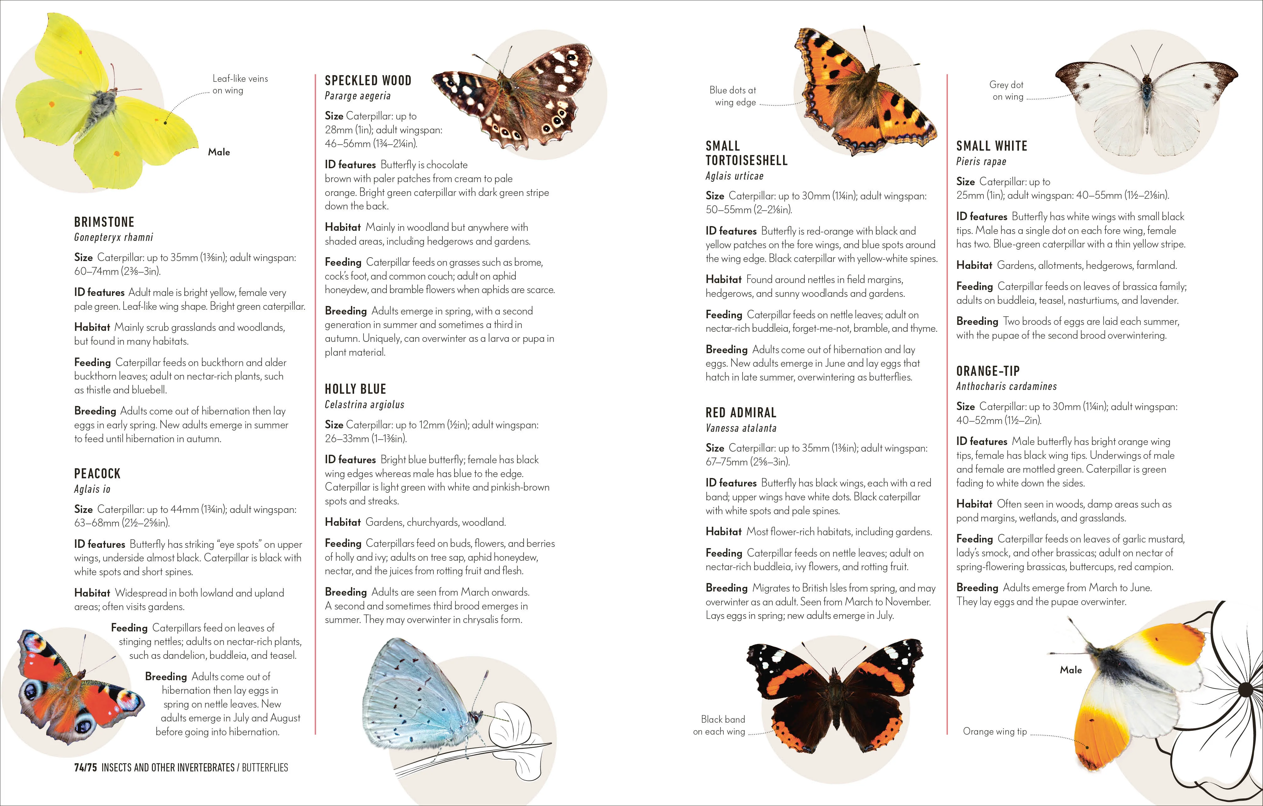 How to Attract Wildlife to Your Garden - Image 11