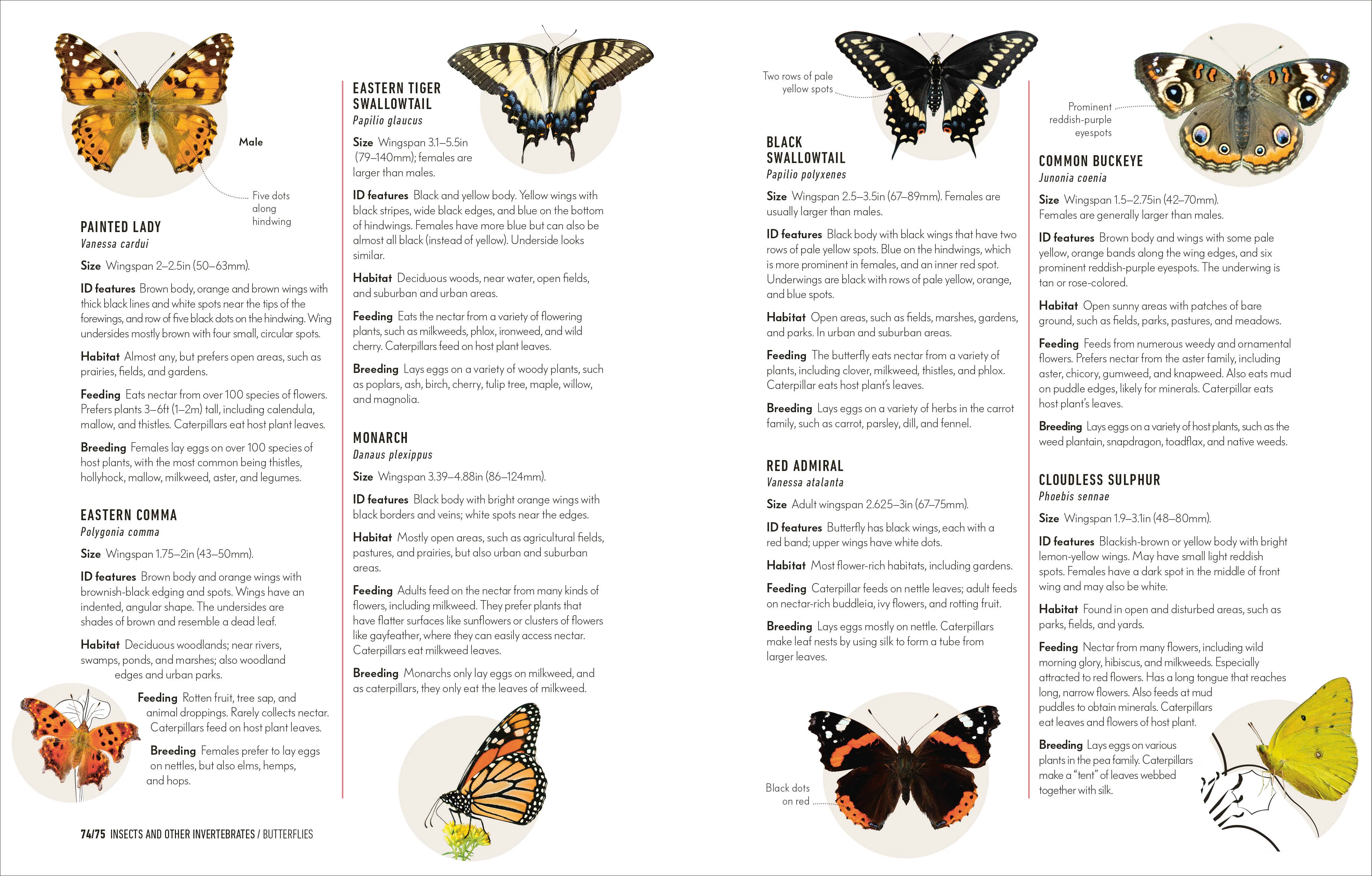 How to Attract Wildlife to Your Garden - Image 5