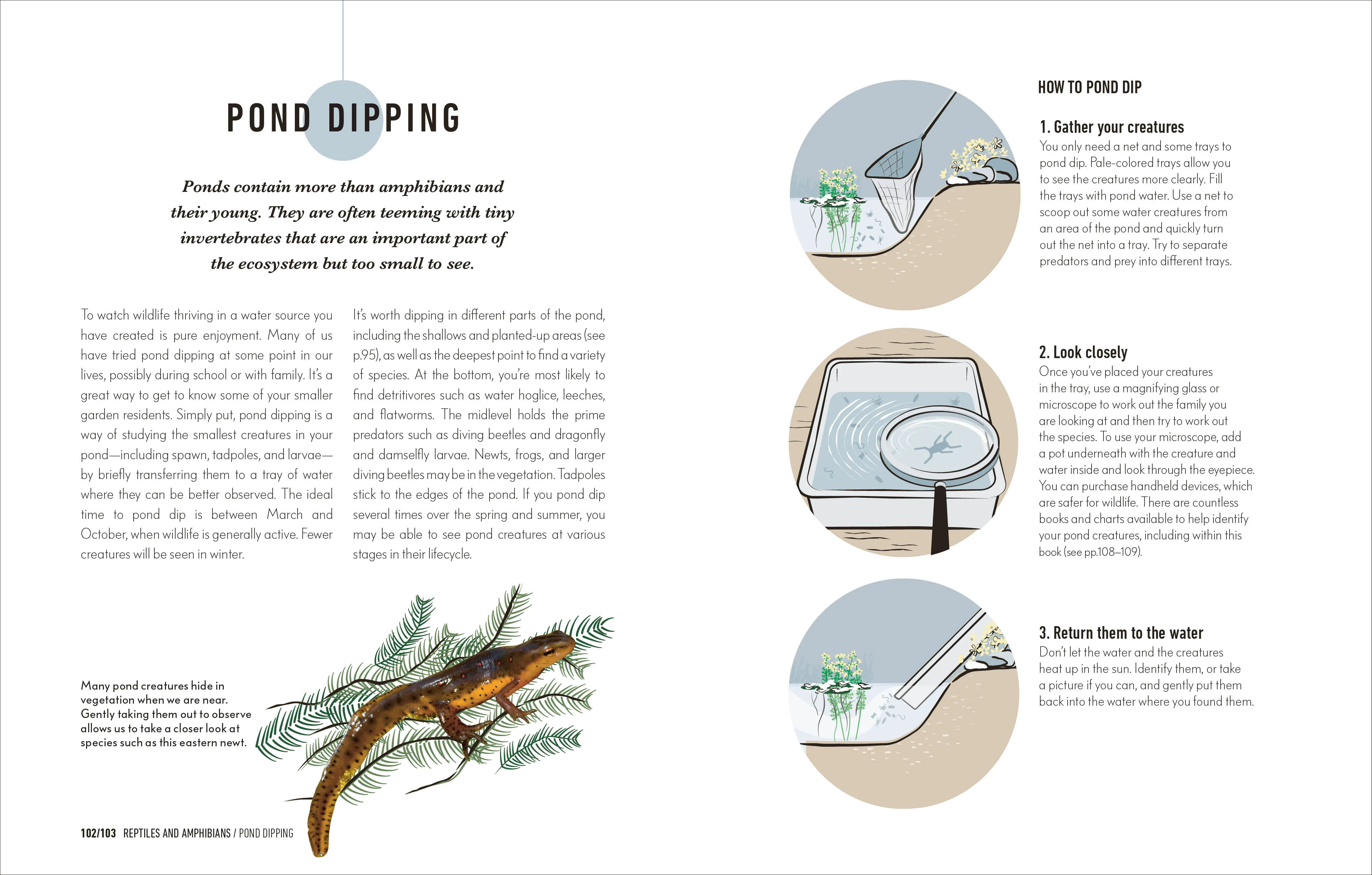 How to Attract Wildlife to Your Garden - Image 6