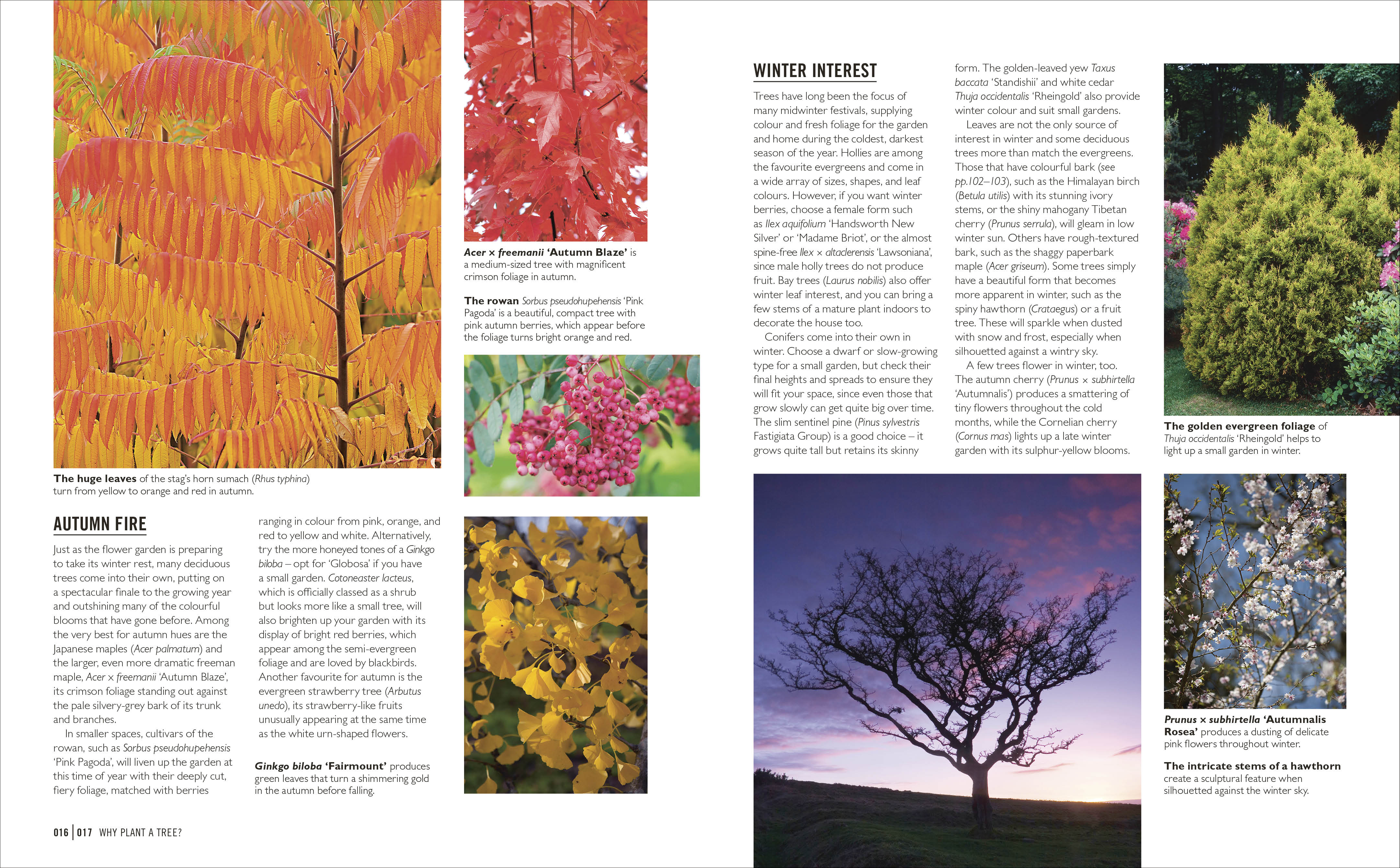 Grow Trees - Image 9